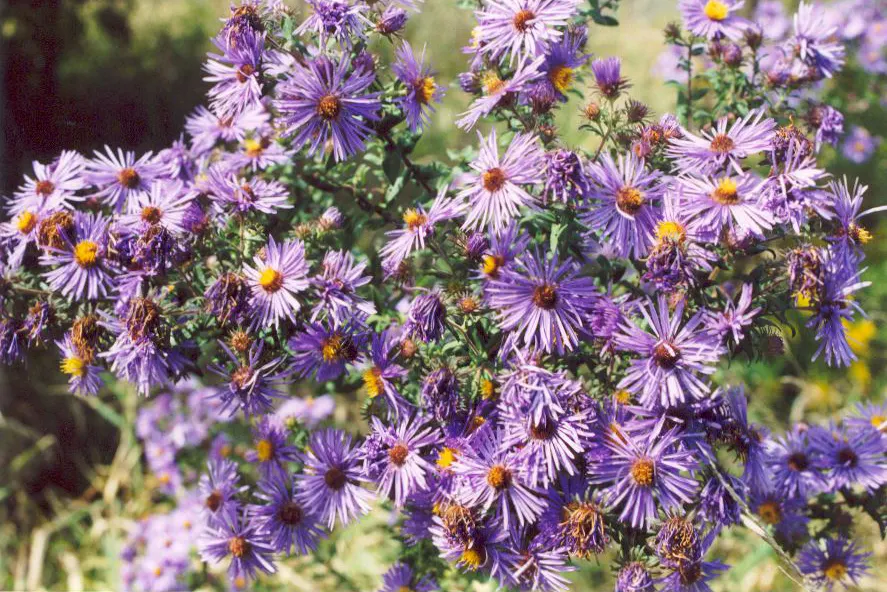 New England Aster (Aster Novae-Angliae) — It prefers moist, well-drained soils with a pH that ranges from mildly acidic to neutral; it's noteworthy, image 154