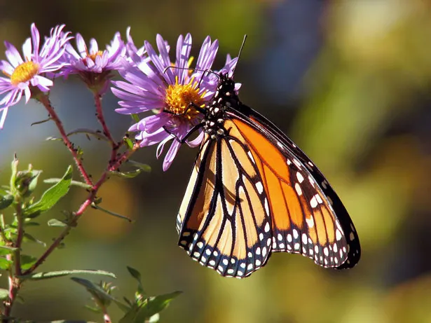 New England Aster (Aster Novae-Angliae) — and flourishes in full sun to partial shade; it provides a dramatic splash of color leading up to the, image 94