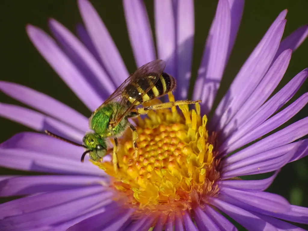 New England Aster (Aster Novae-Angliae) — Reaching heights of 3-6 feet with a spread of 2-3 feet; particularly attracting butterflies, image 118