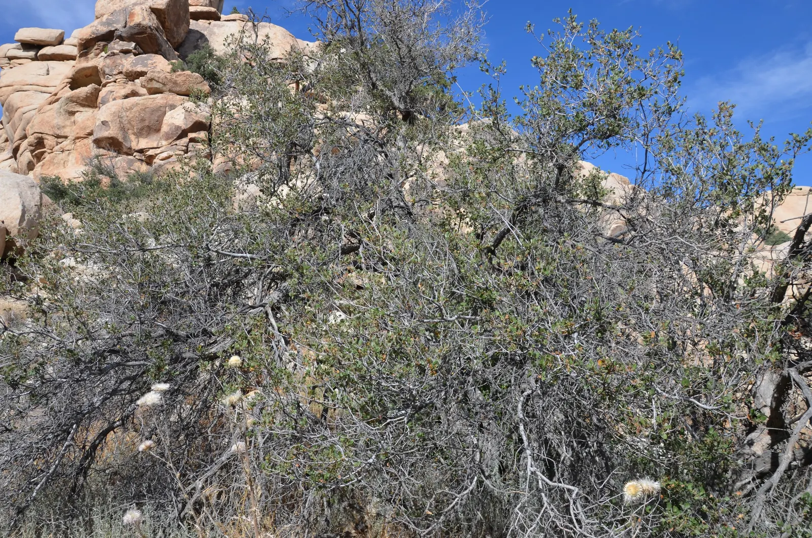 Coastal Scrub Oak (Quercus dumosa) — The Coastal Scrub Oak, Quercus dumosa, is a resilient evergreen, ideal for xeriscapes
