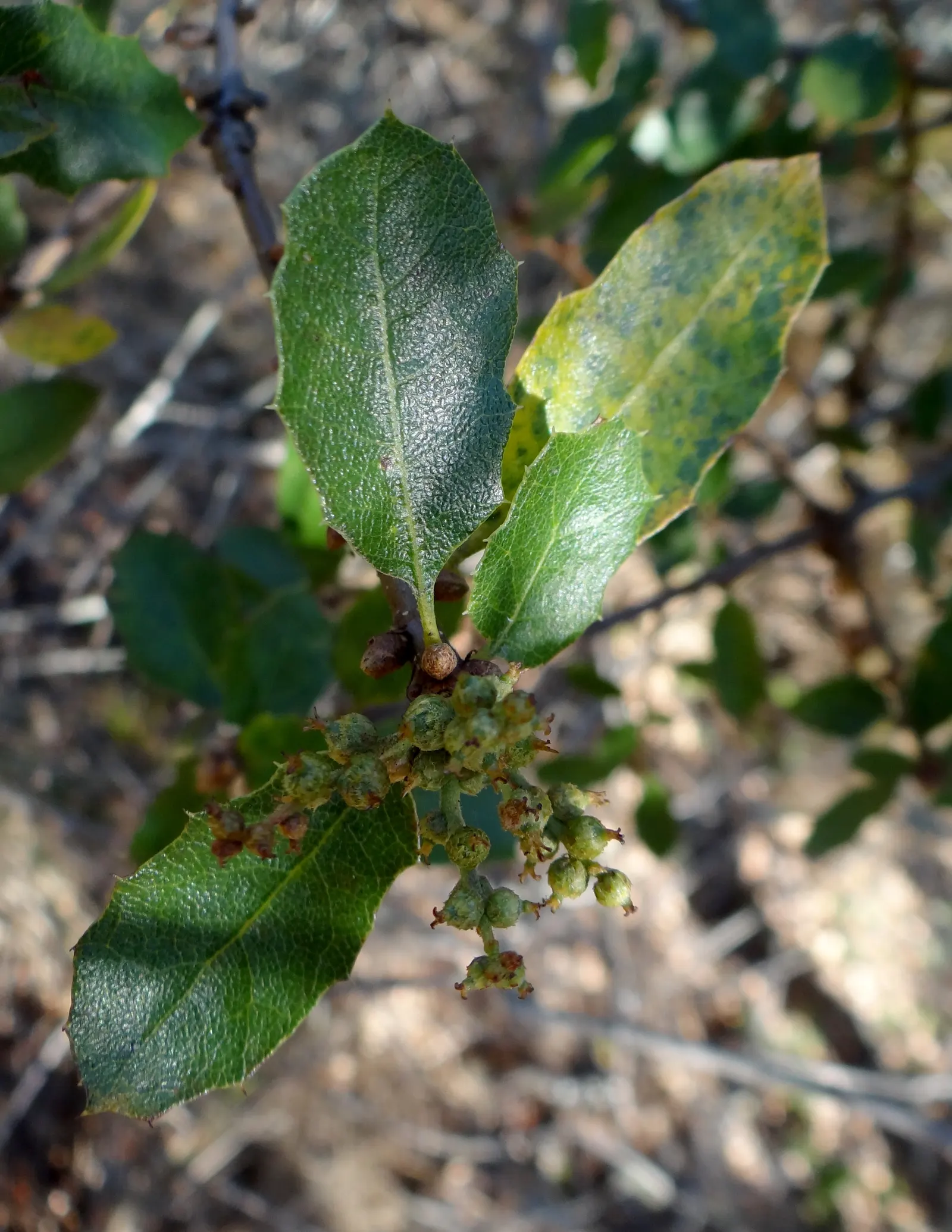Coastal Scrub Oak (Quercus dumosa) — It has a slow growth rate and a spread of 10-20 ft