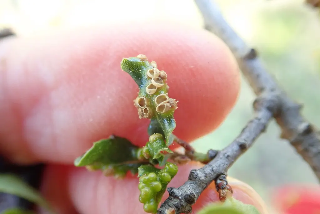 Coastal Scrub Oak (Quercus dumosa) — Preferring well-drained soils, it tolerates drought and coastal conditions
