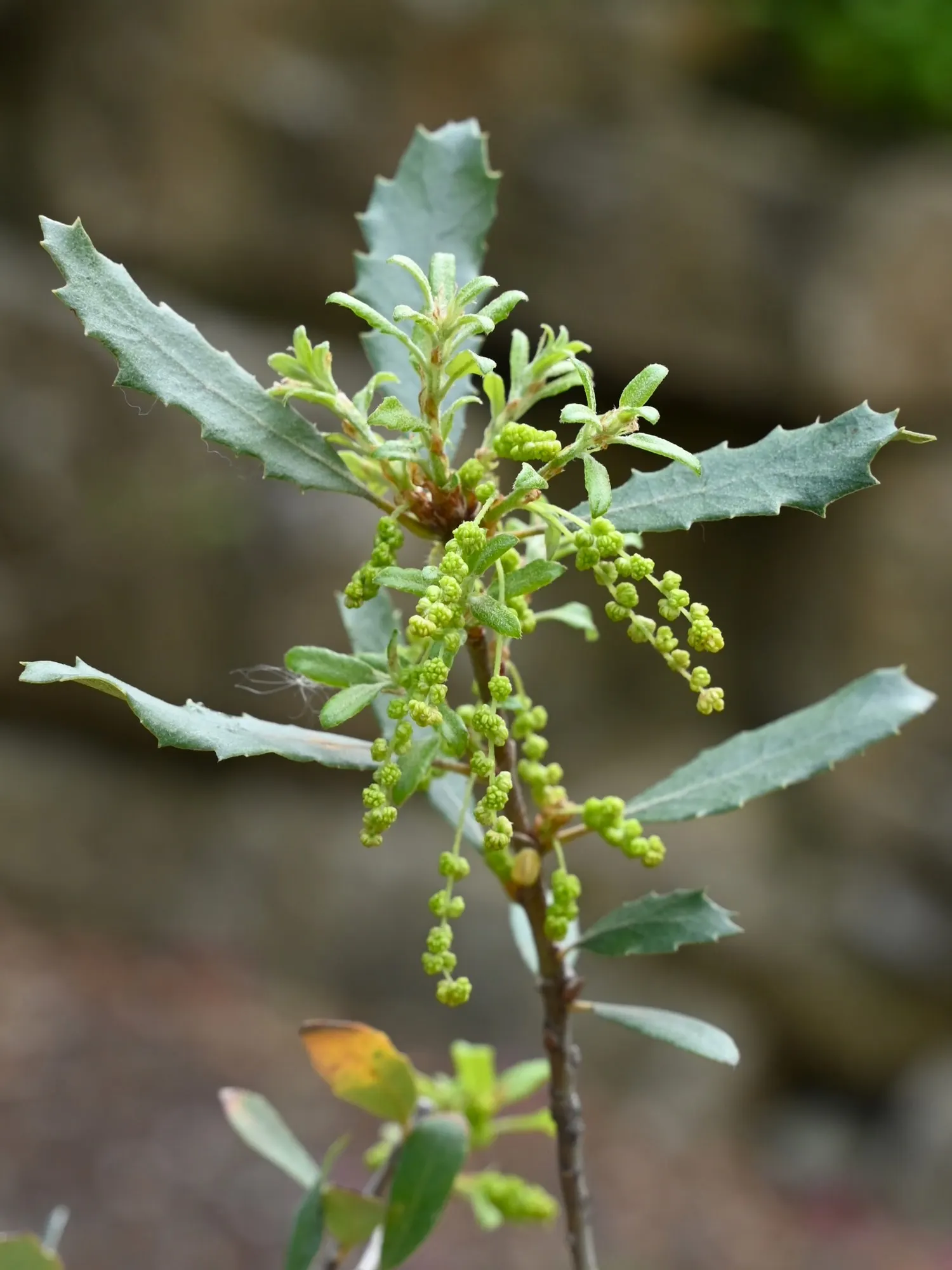 Coastal Scrub Oak (Quercus dumosa) — making it a wise and rewarding addition to their garden