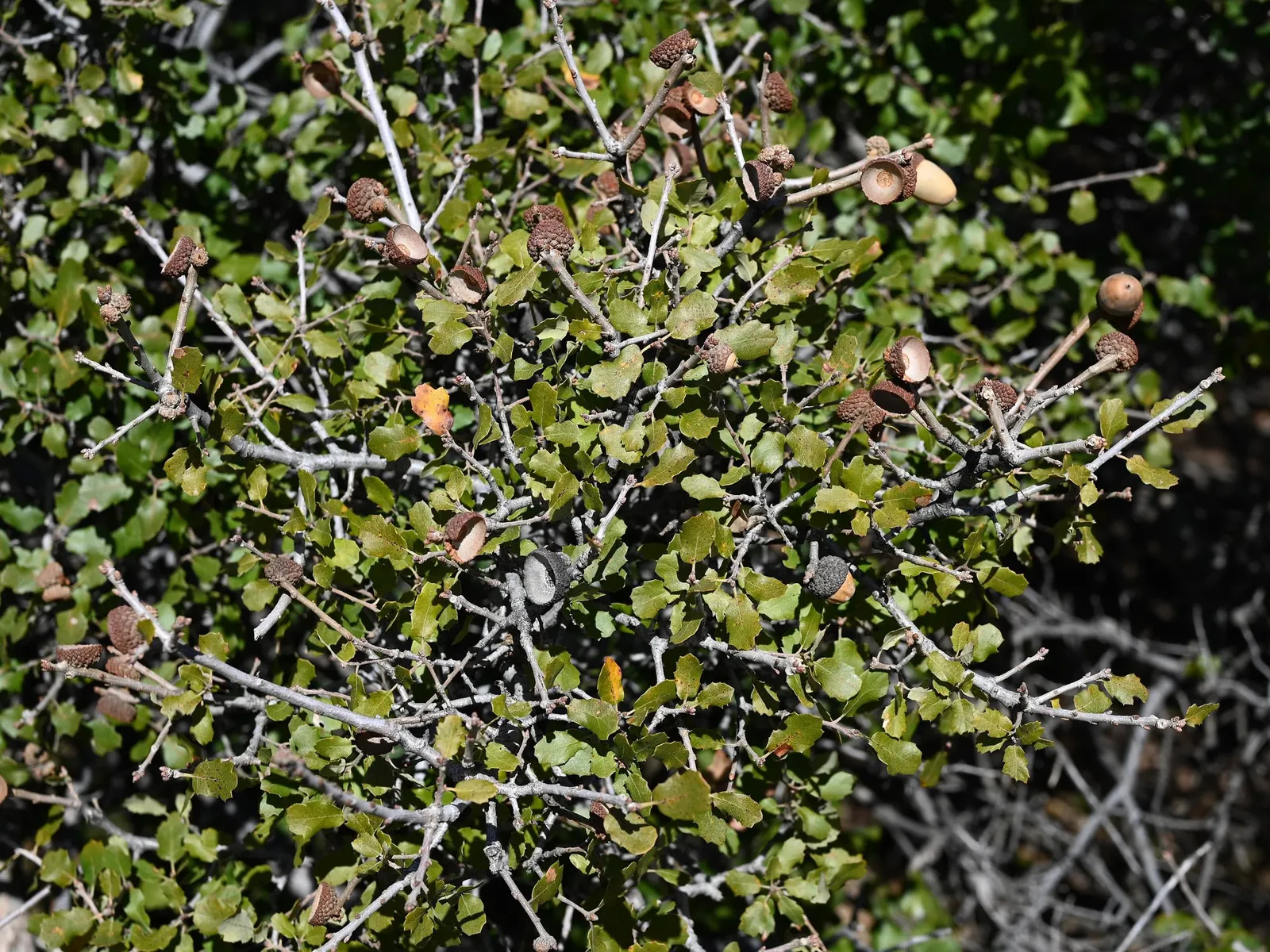 Coastal Scrub Oak (Quercus dumosa) — As you consider incorporating this oak into the landscape design