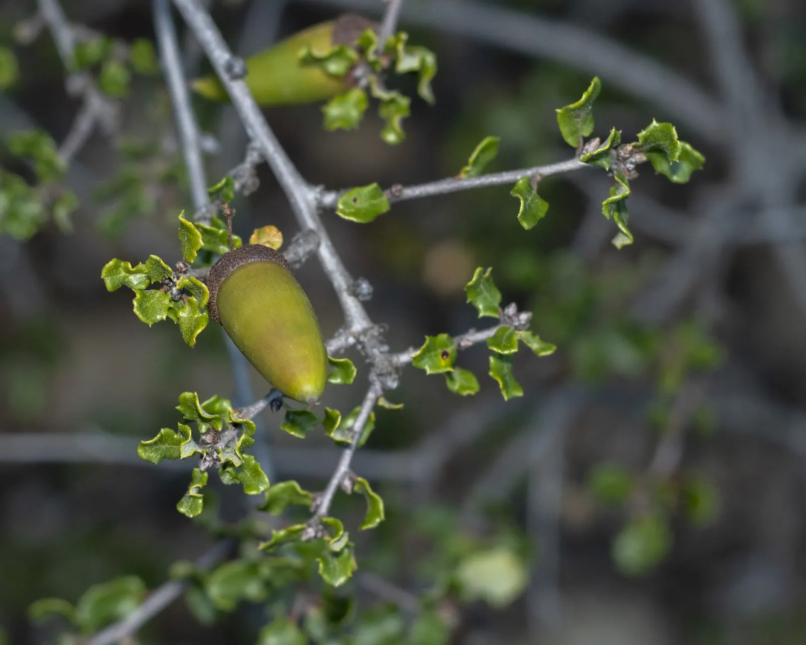Coastal Scrub Oak (Quercus dumosa) — with low maintenance needs once established