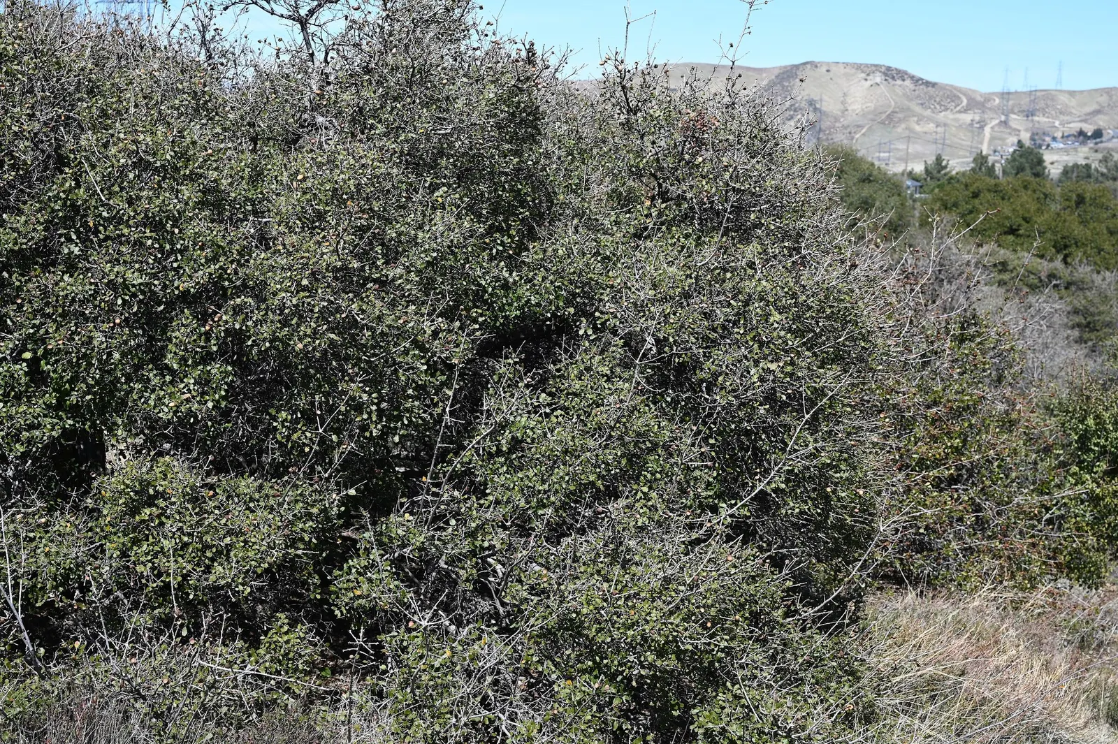 Coastal Scrub Oak (Quercus dumosa) — The small, leathery leaves and acorns are characteristic