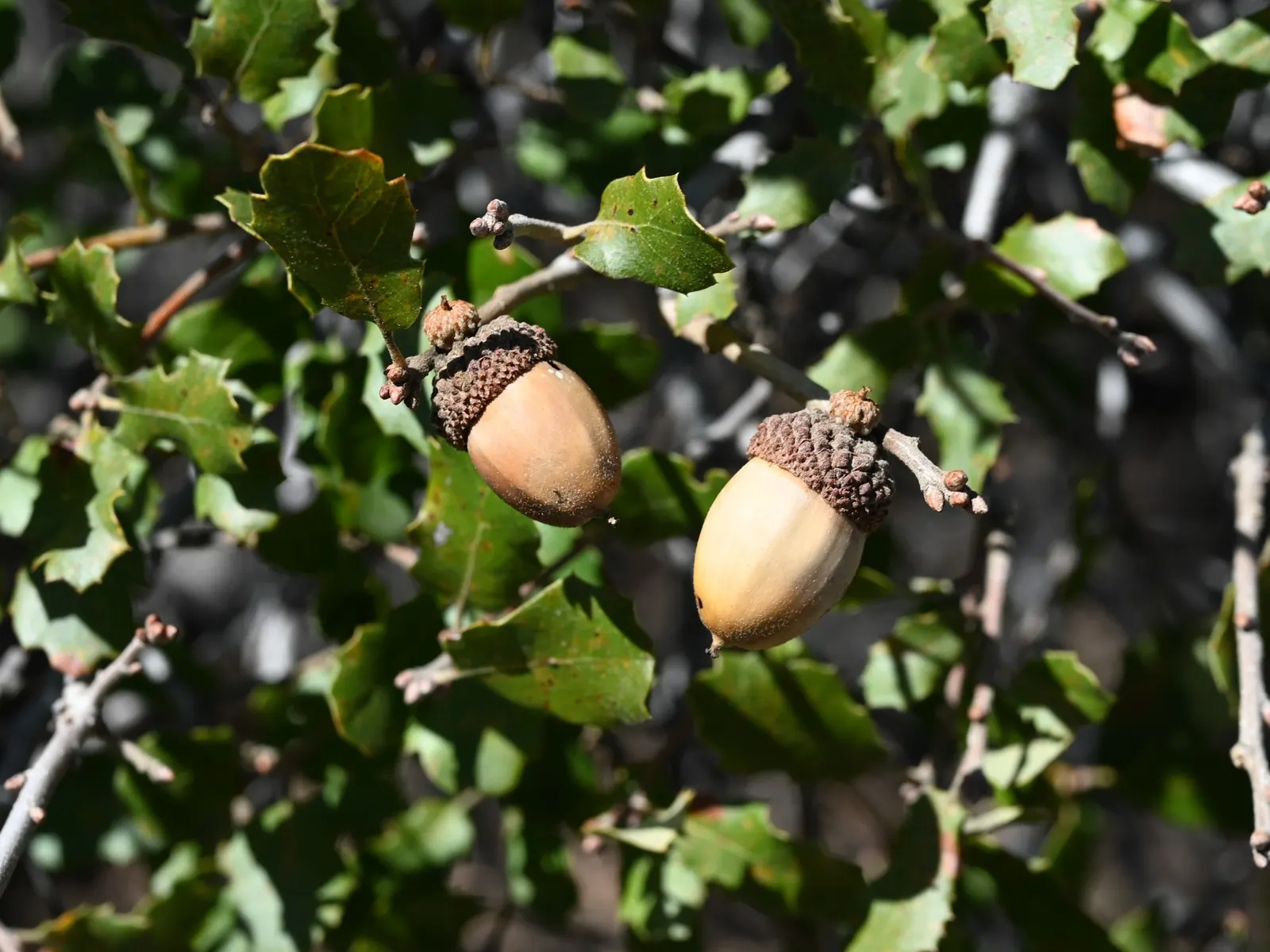 Coastal Scrub Oak (Quercus dumosa) — the Quercus dumosa presents a unique blend of ornamental beauty and ecological utility