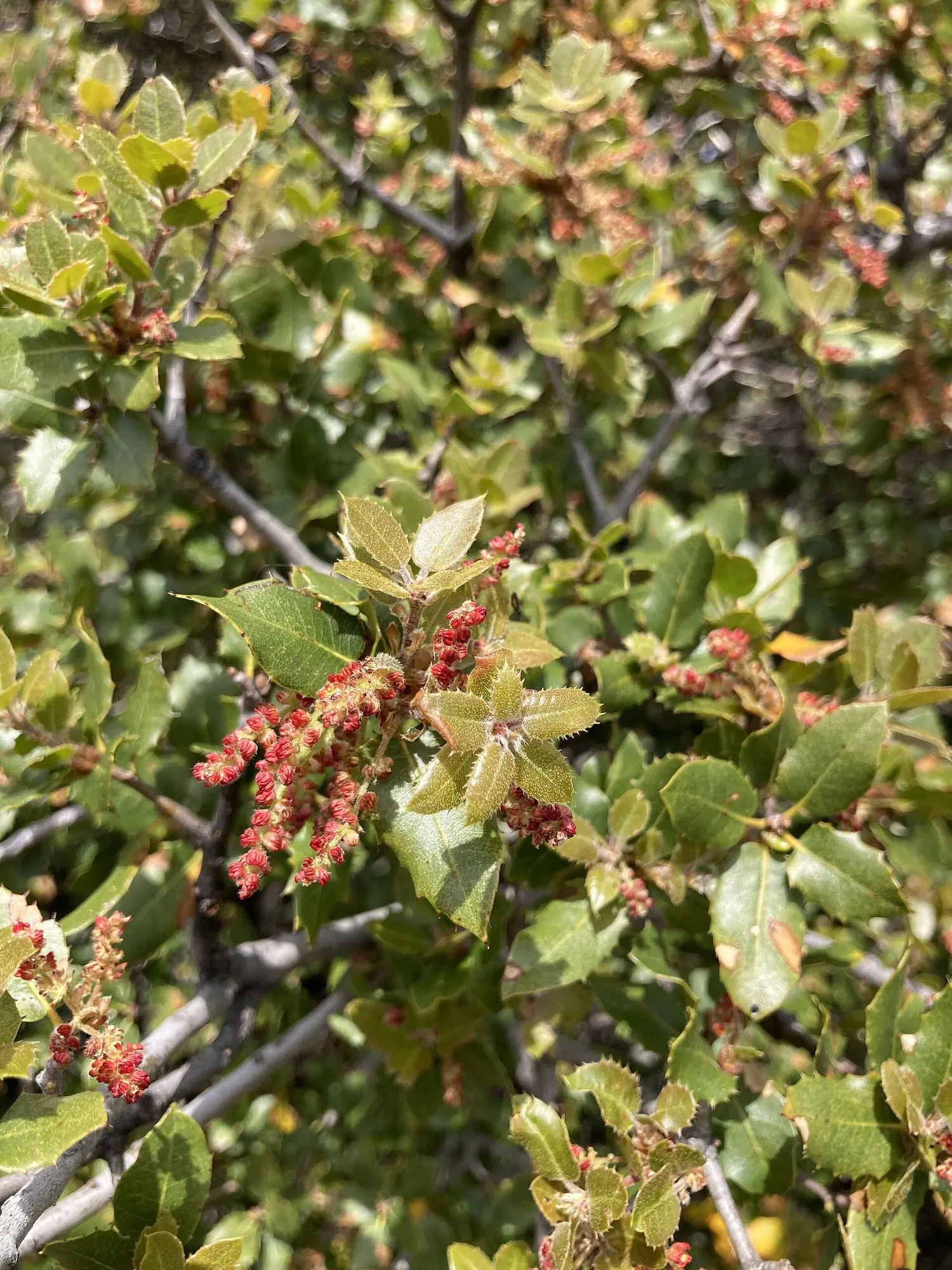Coastal Scrub Oak (Quercus dumosa) — enduring temperatures as low as 10 to 15 degrees Fahrenheit.<br><br>Providing habitat and food for wildlife