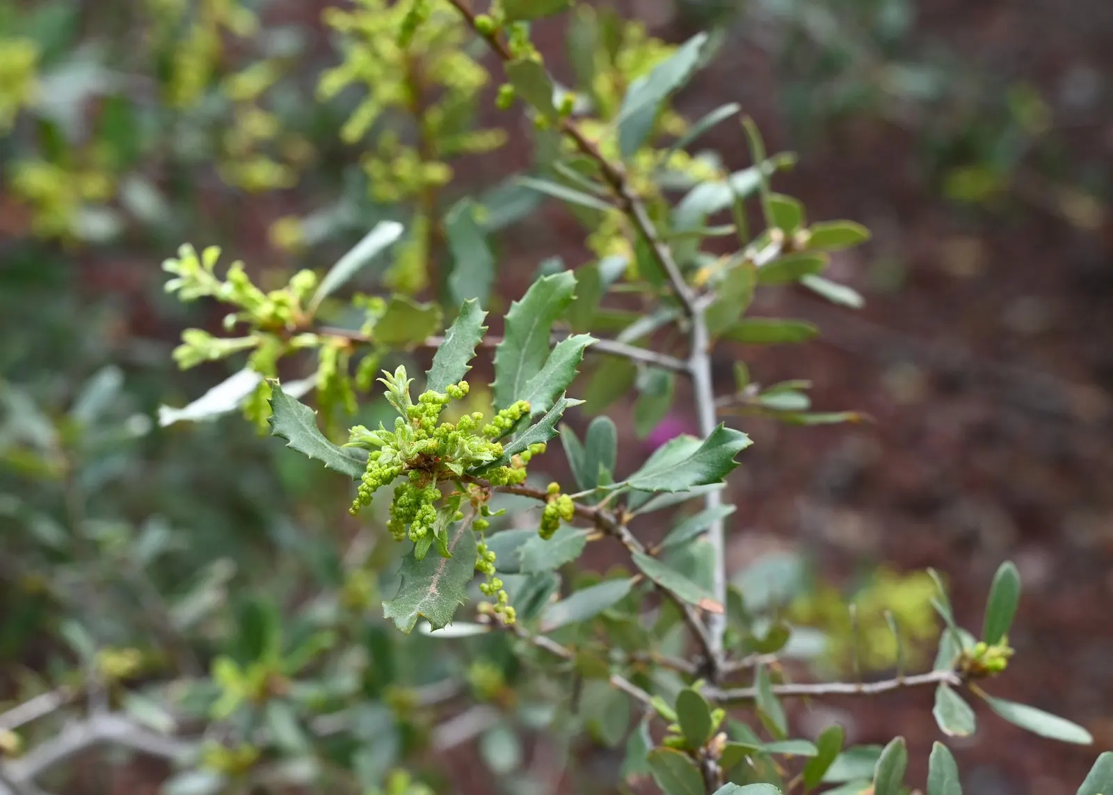 Coastal Scrub Oak (Quercus dumosa) — Its rounded and compact form is cloaked in dark green