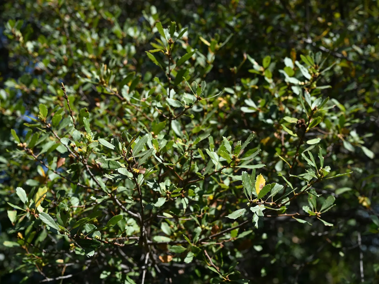 Coastal Scrub Oak (Quercus dumosa) — scientifically known as Quercus dumosa