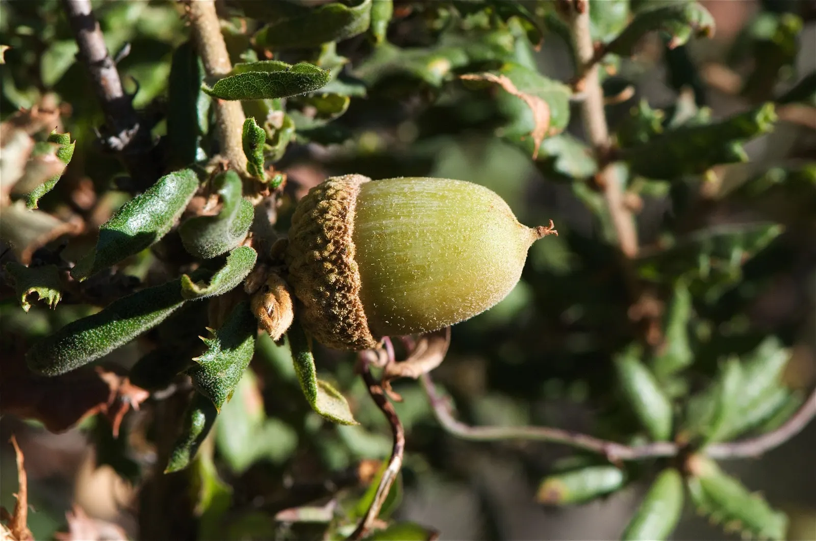 Coastal Scrub Oak (Quercus dumosa) — and is drought-tolerant once established - a key feature for sustainable garden design