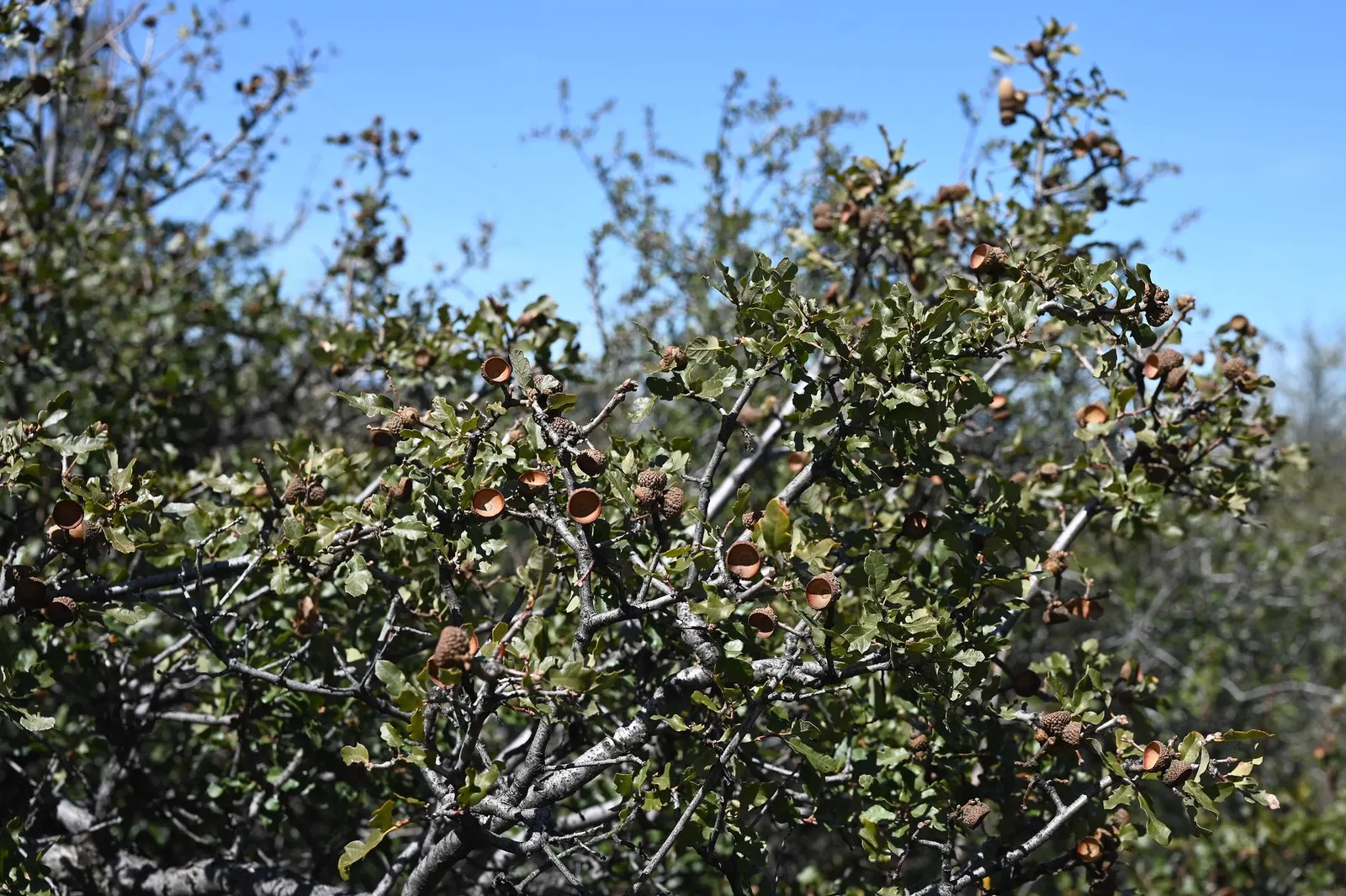 Coastal Scrub Oak (Quercus dumosa) — Hardiness is USDA zones 7-10