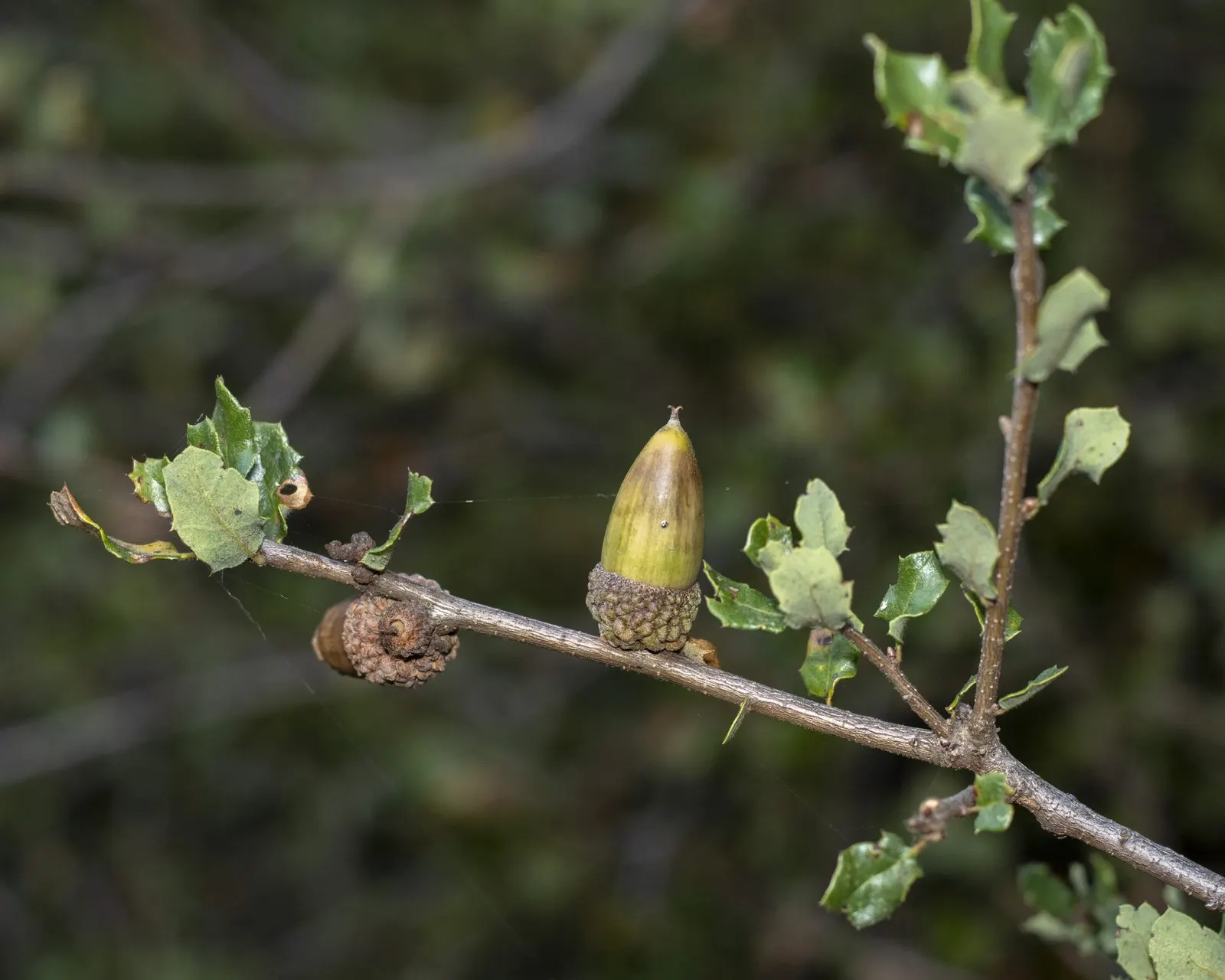 Coastal Scrub Oak (Quercus dumosa) — leathery leaves which are diminutive in size