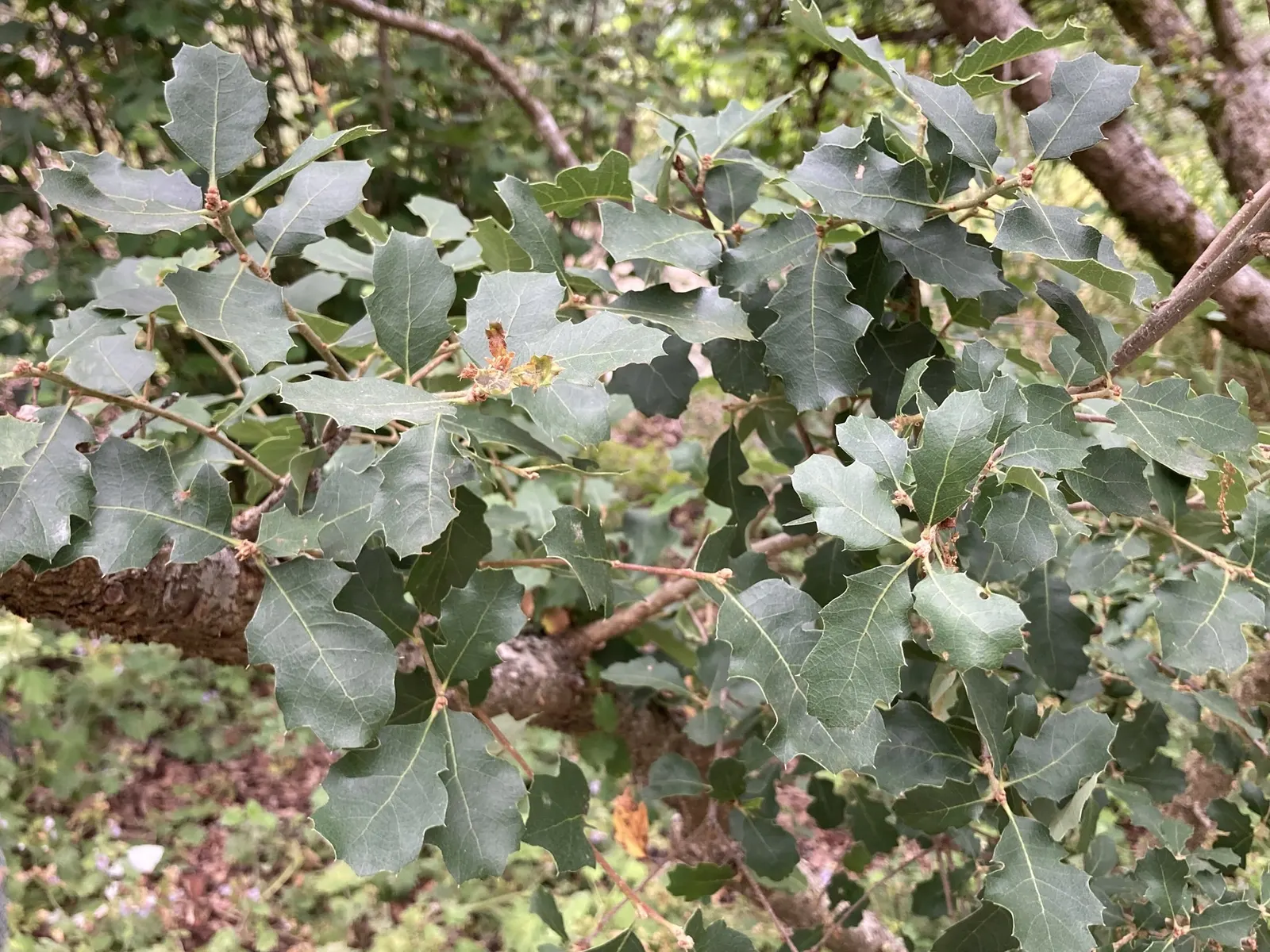 Coastal Scrub Oak (Quercus dumosa) — This species is hardy to USDA zones 8 through 10