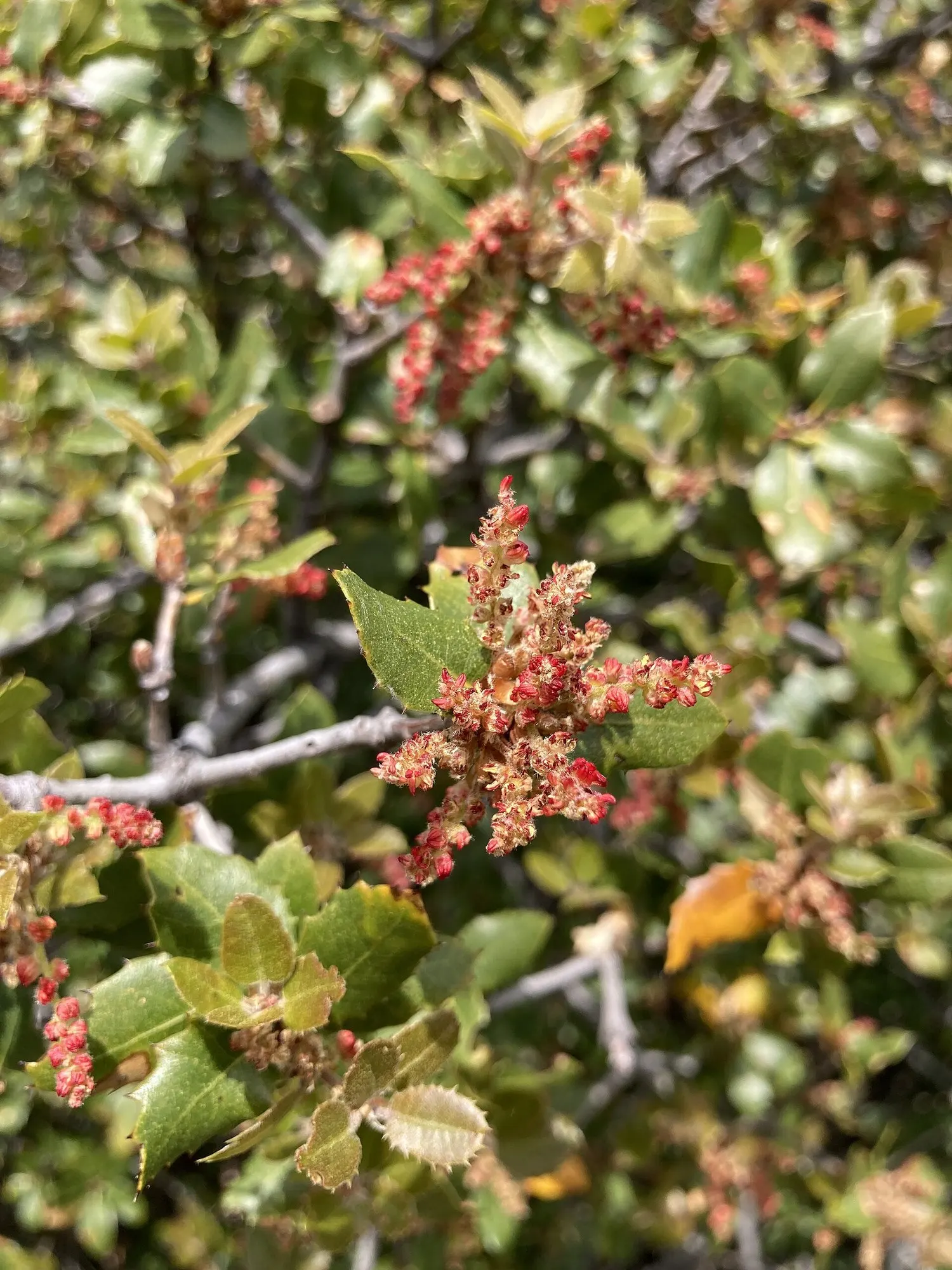 Coastal Scrub Oak (Quercus dumosa) — the Coastal Scrub Oak bears small acorns that are a vital resource for local bird and mammal species