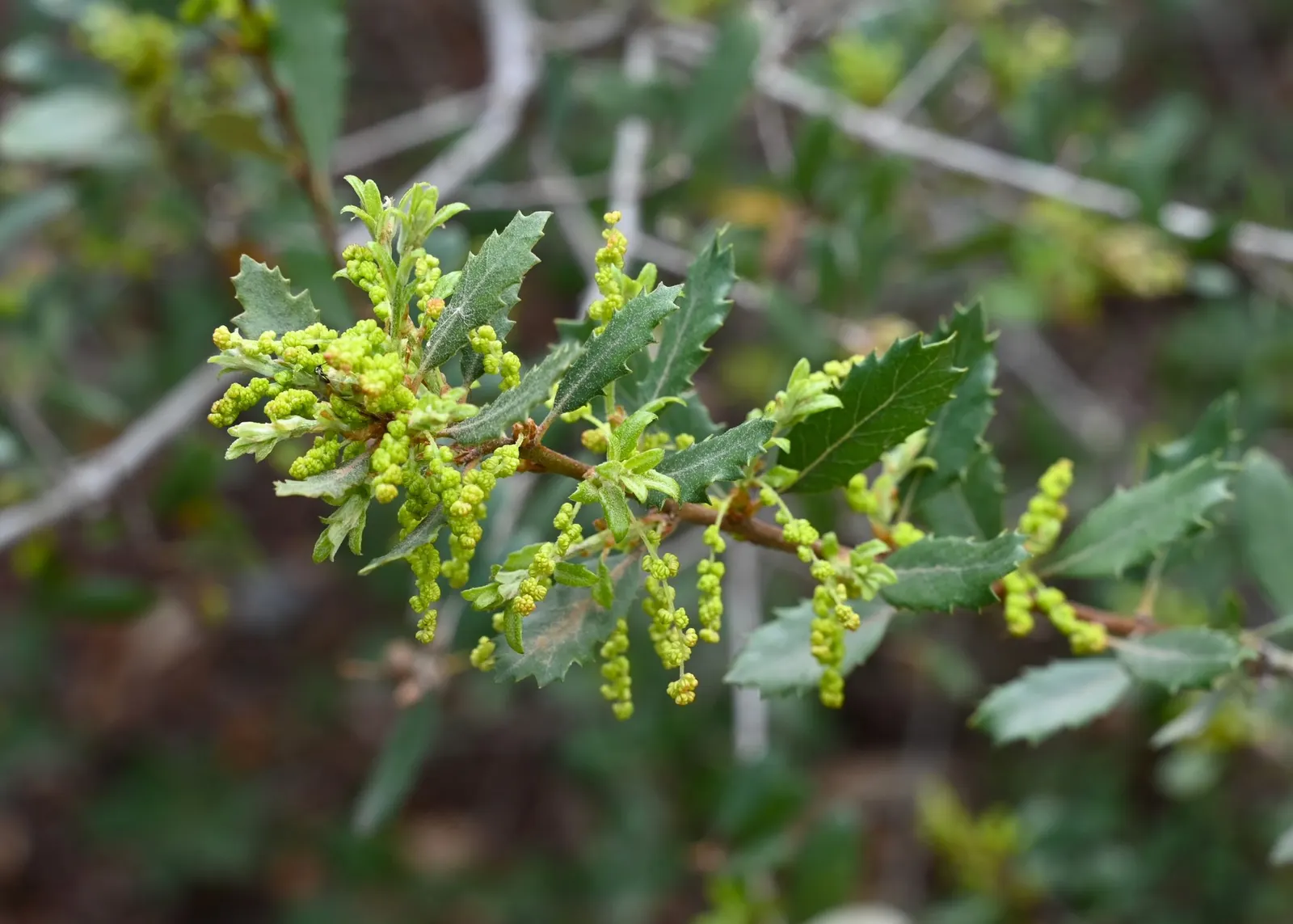 Coastal Scrub Oak (Quercus dumosa) — measuring about 0.5 to 1 inch in length