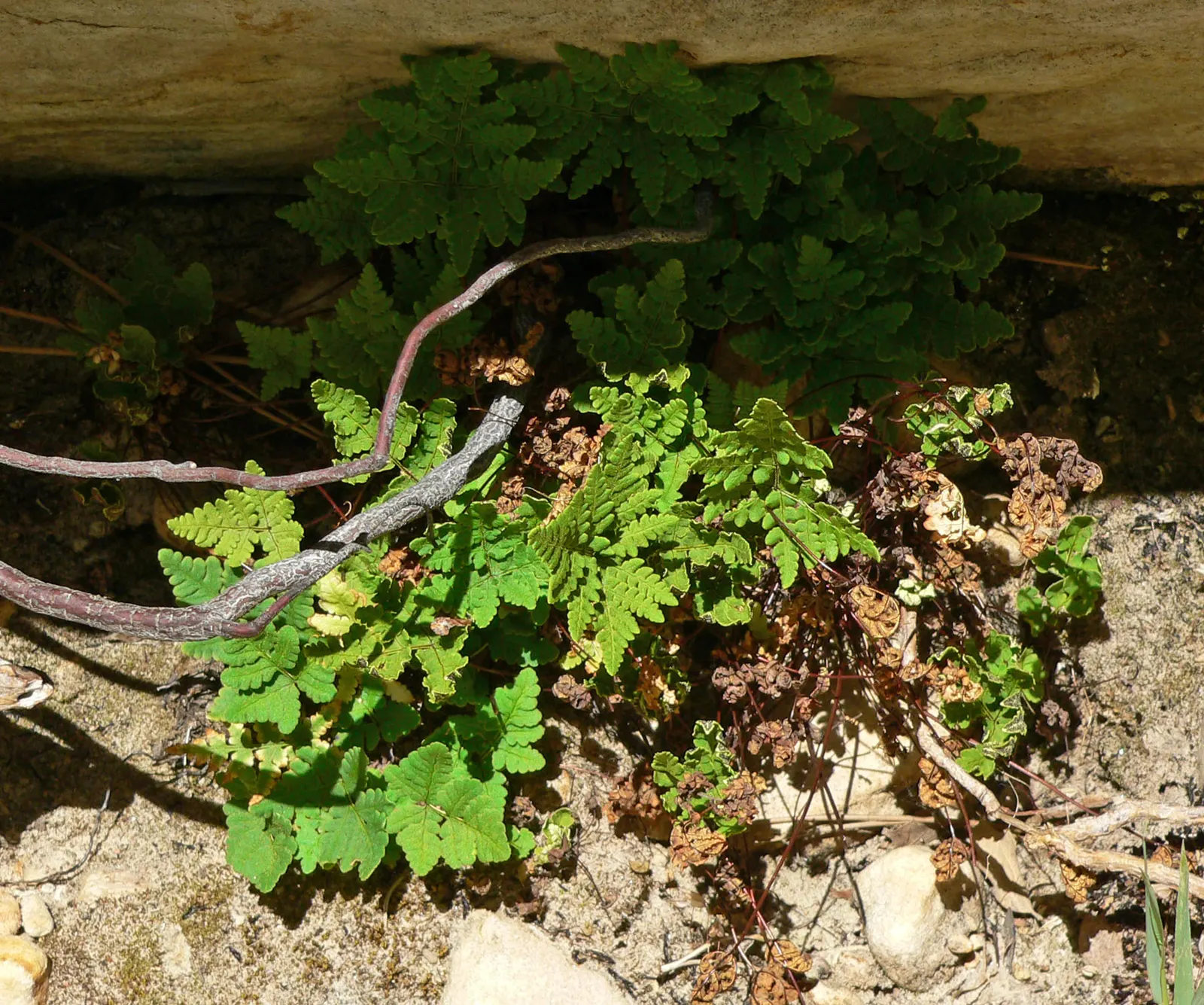 Goldback Fern (Pentagramma Triangularis) — Gold-hued, powdery undersides grant its namesake, with fronds arching elegantly from a central rhizome; lending the