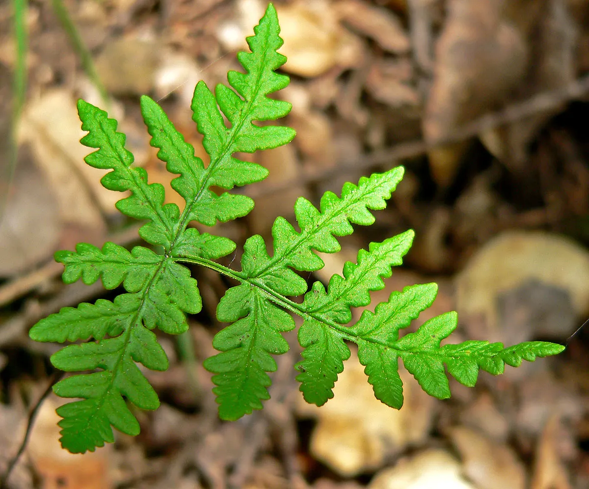 Goldback Fern (Pentagramma Triangularis) — While it tolerates drought to an extent, consistent watering will maintain its vibrancy