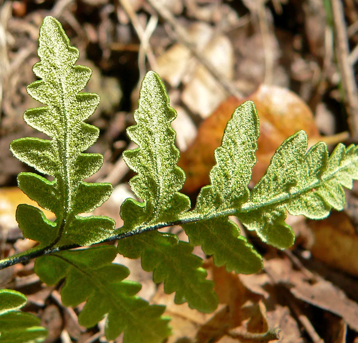 Goldback Fern (Pentagramma Triangularis) — lending the plant its common name.<br><br>This perennial fern prefers well-drained