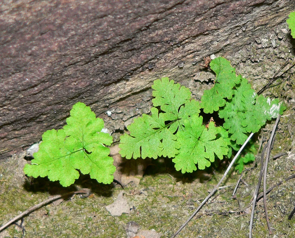 Goldback Fern (Pentagramma Triangularis) — With proper care, it can become a long-lasting component of the garden's understory tableau