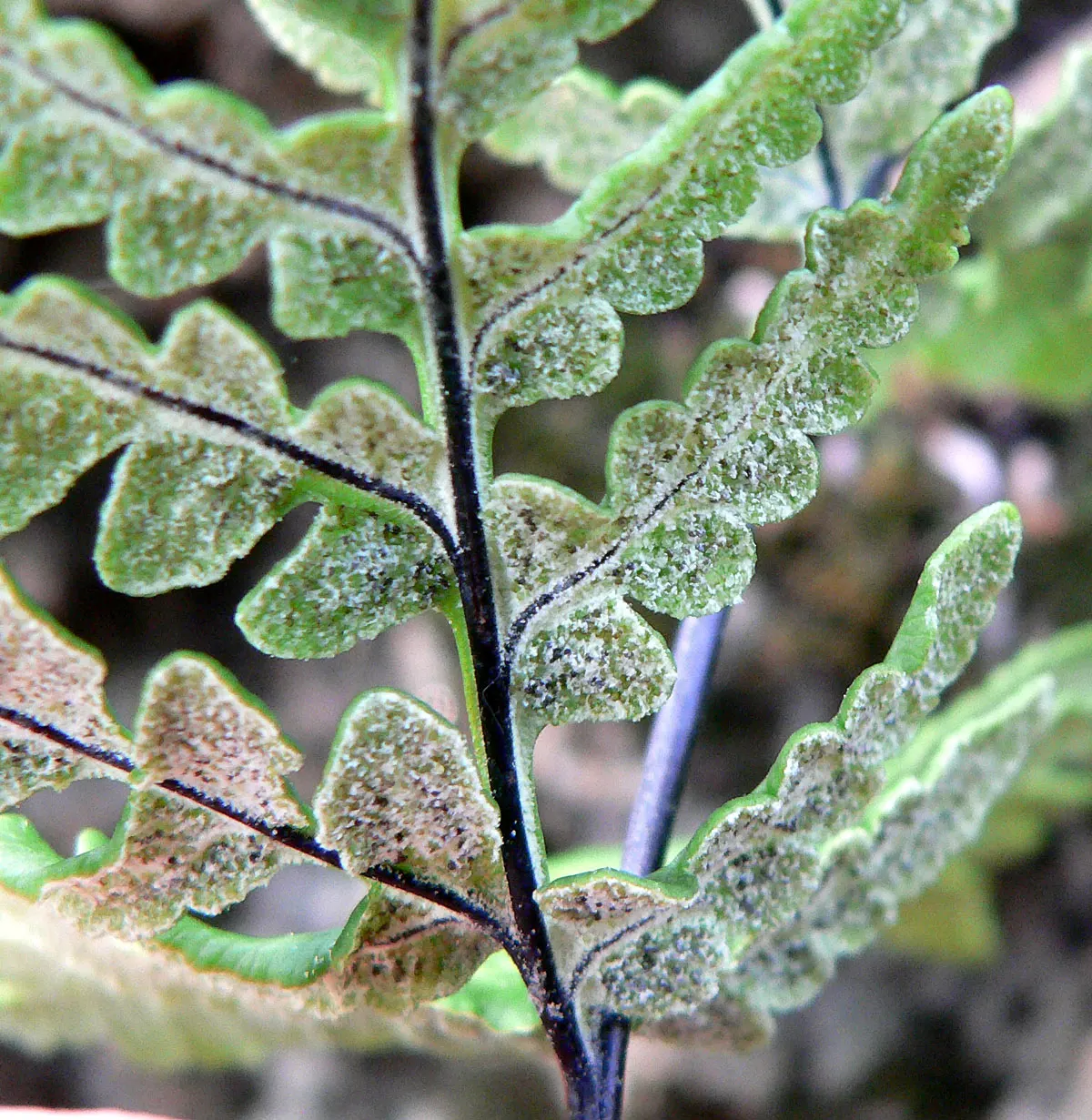 Goldback Fern (Pentagramma Triangularis) — Gold-hued, powdery undersides grant its namesake, with fronds arching elegantly from a central rhizome
