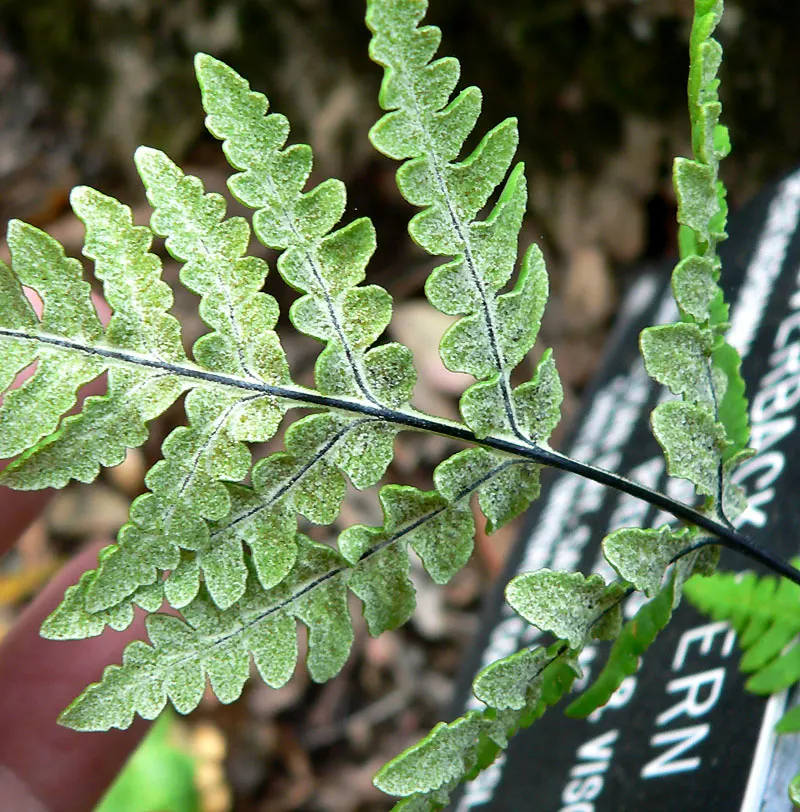Goldback Fern (Pentagramma Triangularis) — loamy soil with a slightly acidic to neutral pH and requires moderate moisture levels to flourish