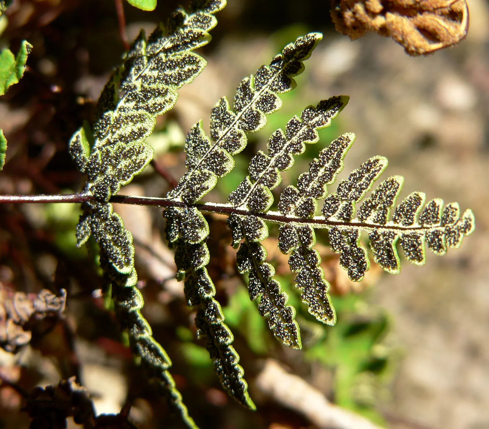 Goldback Fern (Pentagramma Triangularis) — fern for half or shade