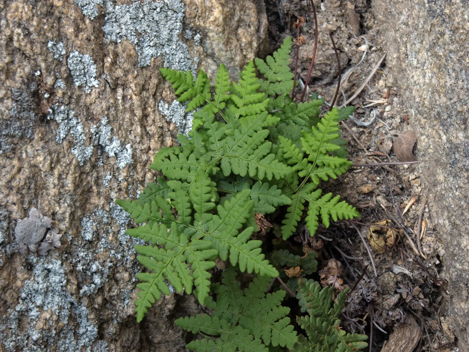 Goldback Fern (Pentagramma Triangularis) — is a visually stunning and adaptable addition to any garden seeking a touch of lush