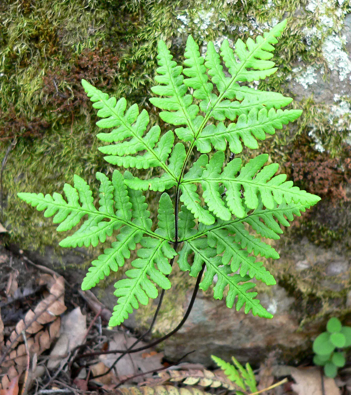 Goldback Fern (Pentagramma Triangularis) — Thriving in USDA zones 6-10, it prefers shady spots in well-drained, moist soils
