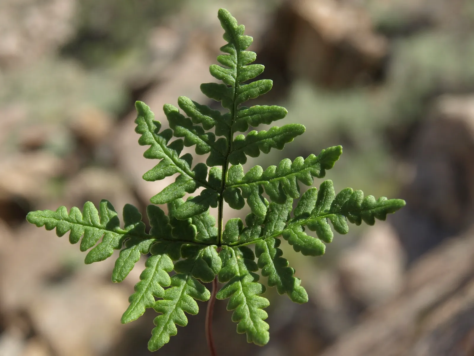 Goldback Fern (Pentagramma Triangularis) — Native to the western United States