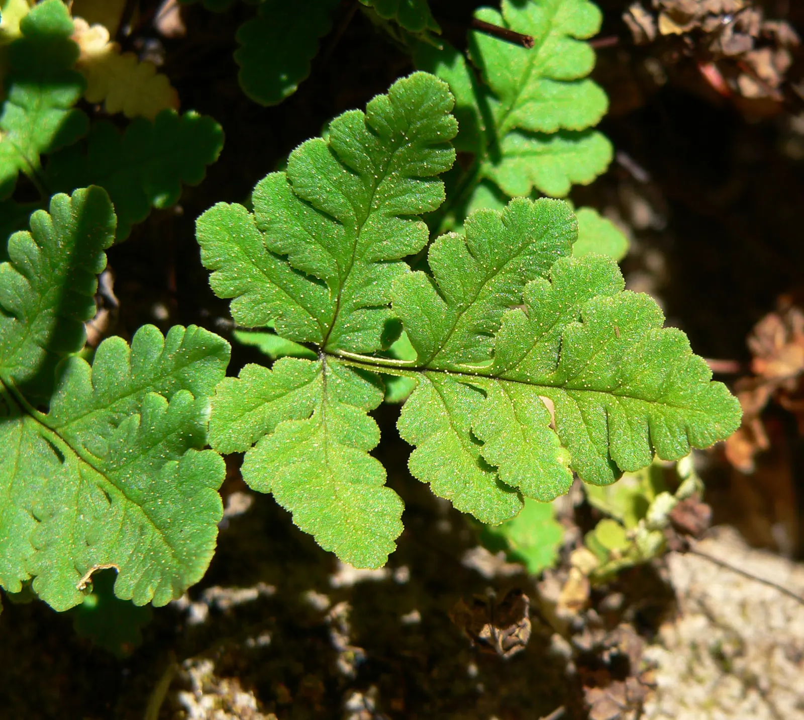 Goldback Fern (Pentagramma Triangularis) — deciduous perennial known for its triangular fronds measuring 6-12 inches; this fern offers subtle texture and