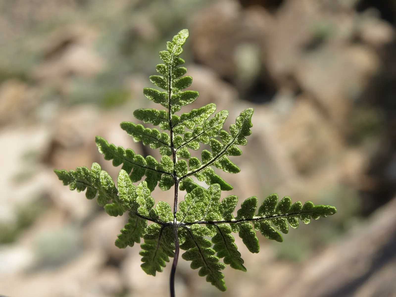 Goldback Fern (Pentagramma Triangularis) — this fern typically thrives in the dappled shade of woodland environments