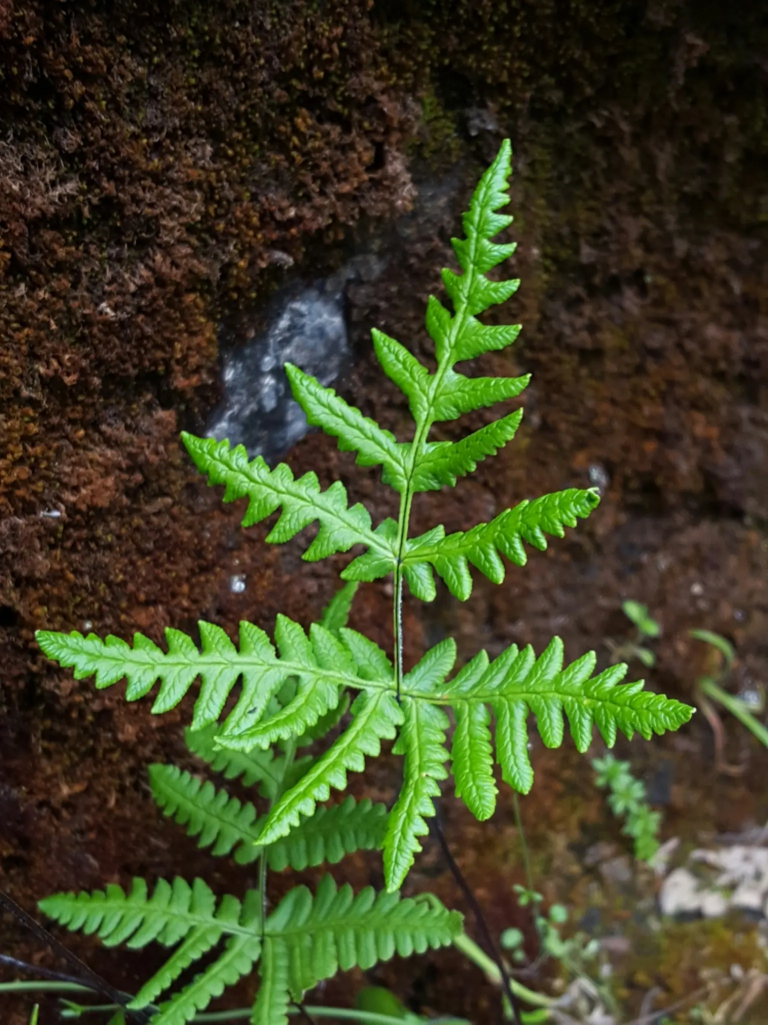 Goldback Fern (Pentagramma Triangularis) — scientifically known as Pentagramma triangularis