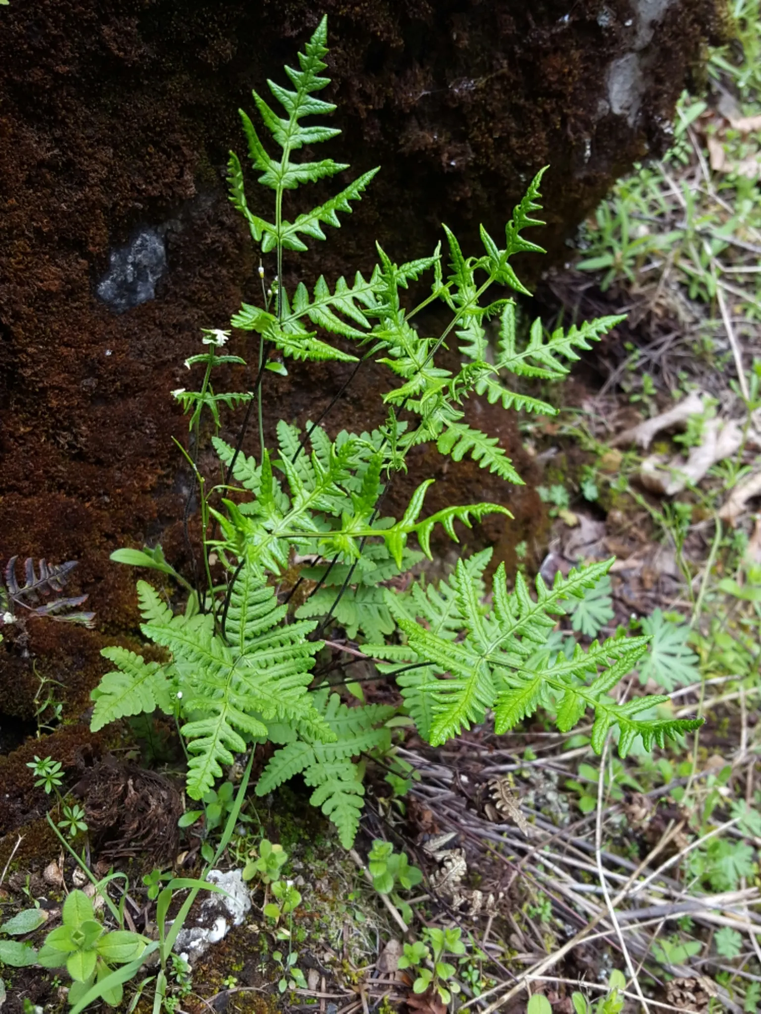 Goldback Fern (Pentagramma Triangularis) — This fern offers subtle texture and striking foliage contrast