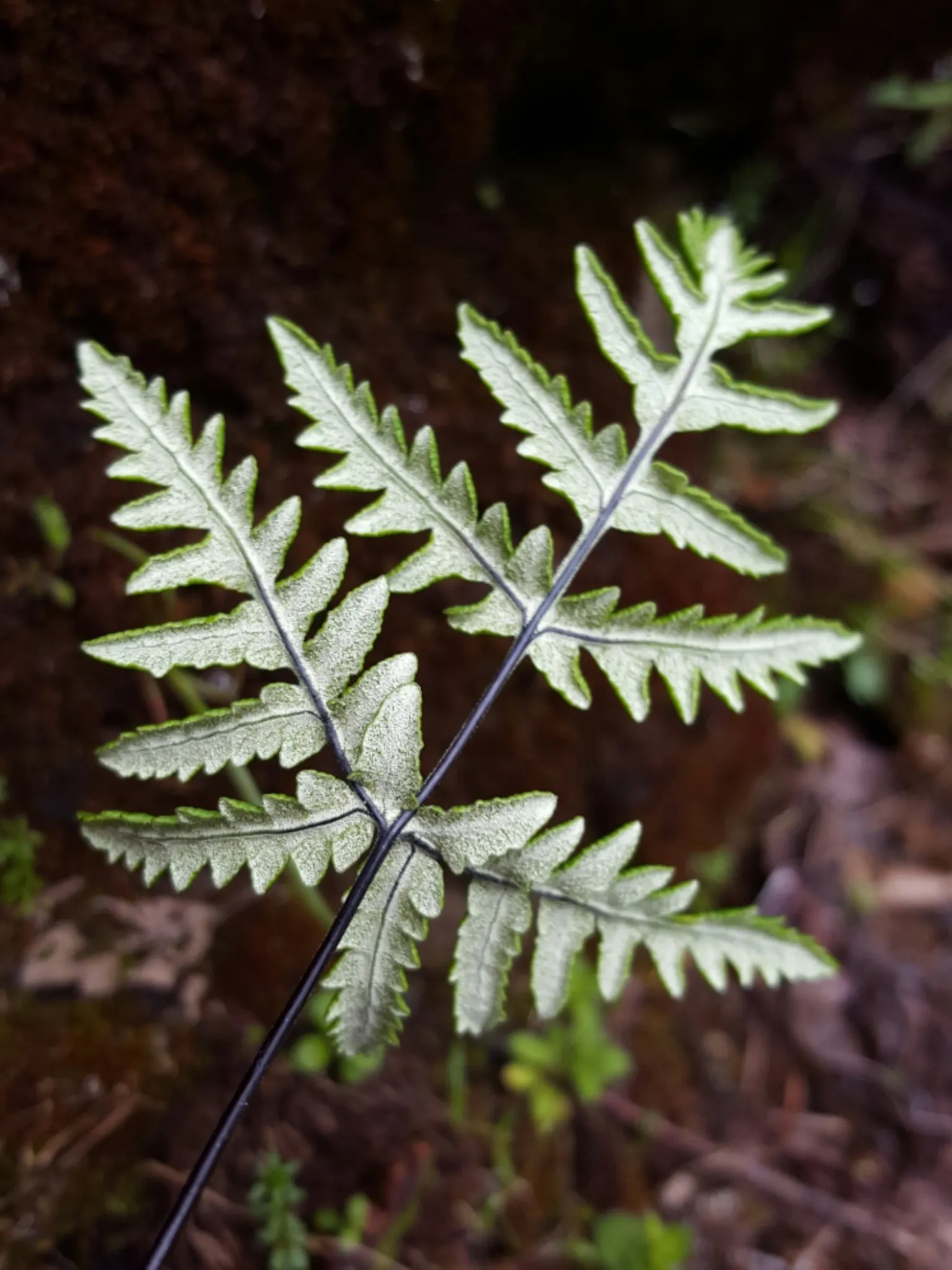 Goldback Fern (Pentagramma Triangularis) — ideal for woodland garden accents or shaded rockeries