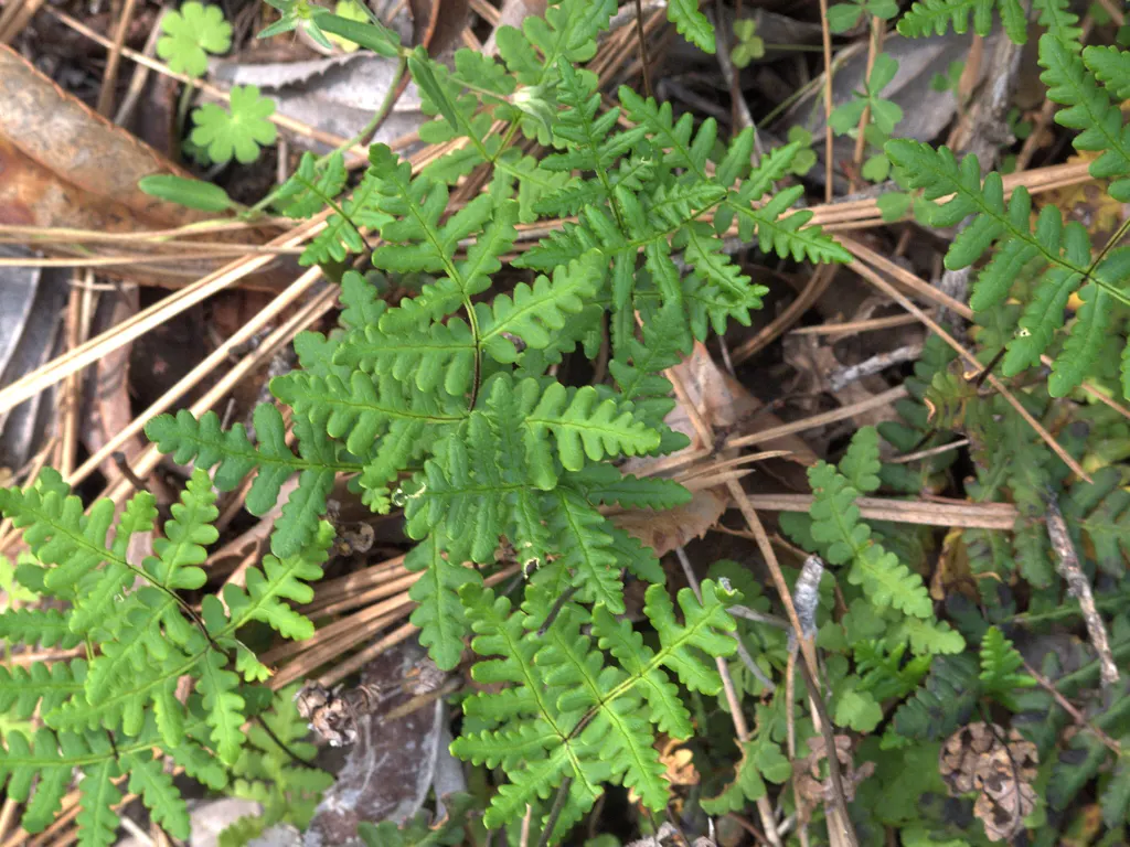 Goldback Fern (Pentagramma Triangularis) — with a delicate triangular frond structure giving the species its name