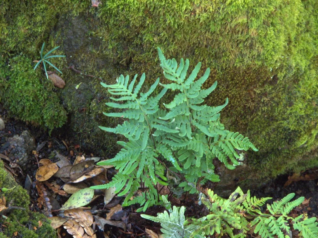 Goldback Fern (Pentagramma Triangularis) — deciduous perennial known for its triangular fronds measuring 6-12 inches