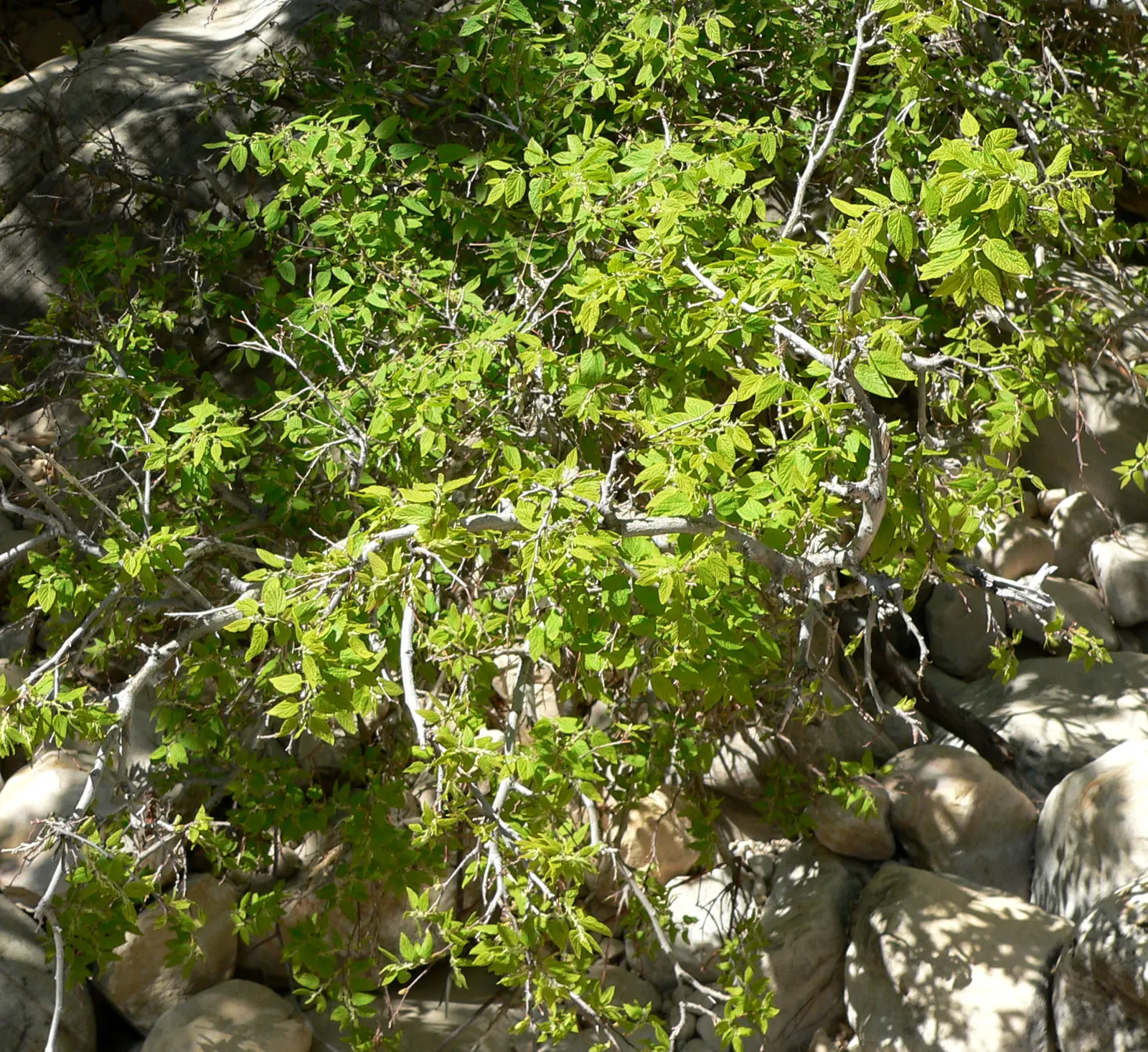 Sugar Hackberry (Celtis Laevigata) — which provide ample shade in summer months.<br><br>Foliage is a vibrant green; the Sugar Hackberry boasts an elegant