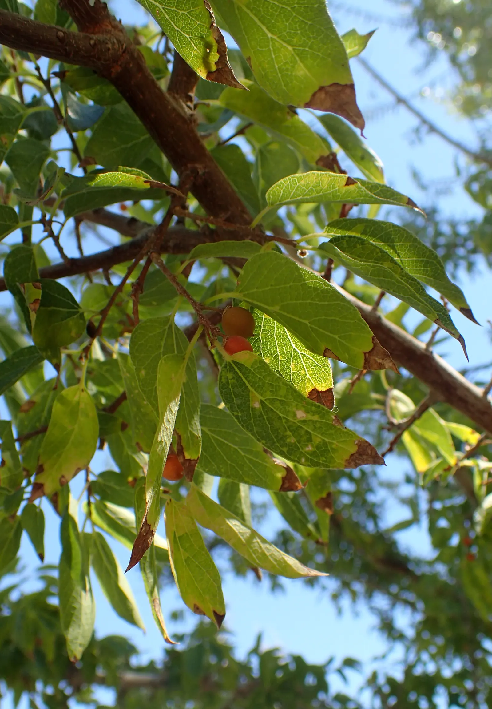 Sugar Hackberry (Celtis Laevigata) — The Sugar Hackberry boasts an elegant