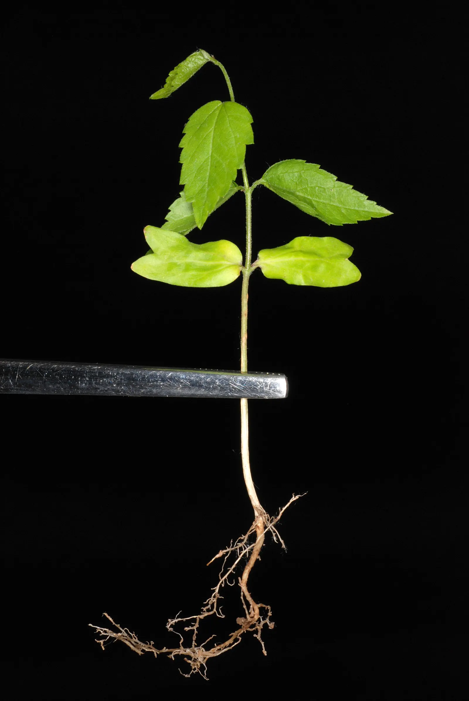 Sugar Hackberry (Celtis Laevigata) — The Sugar Hackberry (Celtis laevigata) is a deciduous tree; this hardy species tolerates a variety of soil types and is