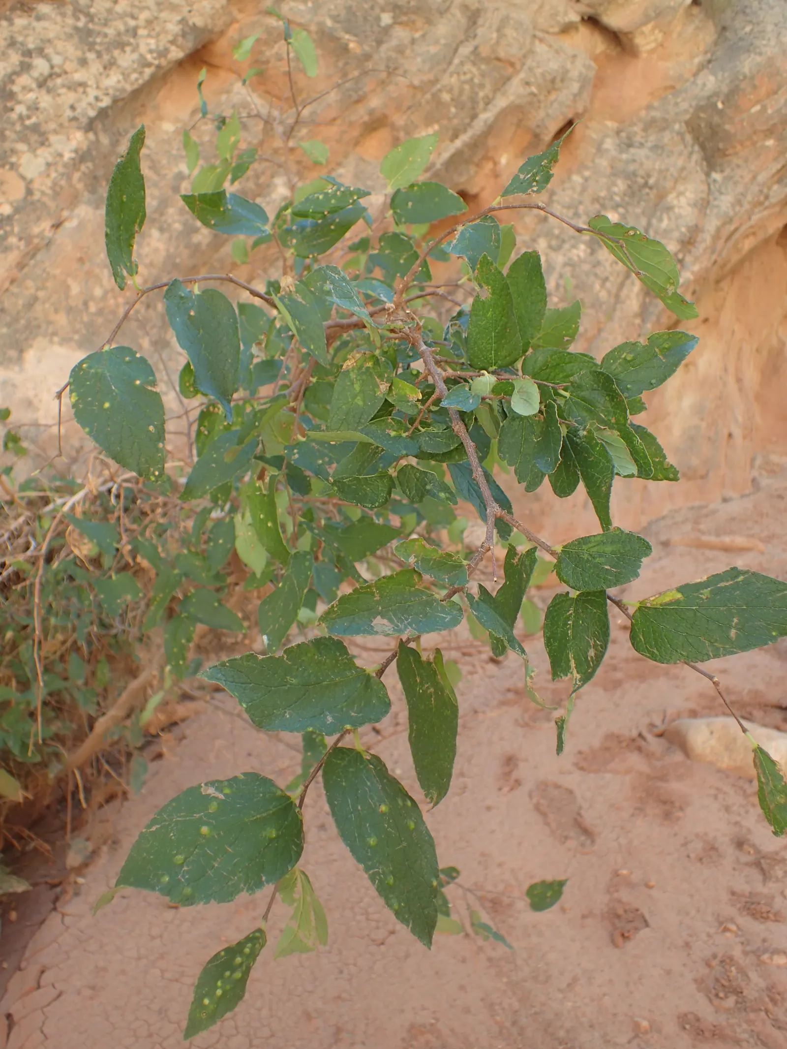 Sugar Hackberry (Celtis Laevigata) — It thrives in full sun to partial shade and exhibits remarkable tolerance to urban pollution; tree for full