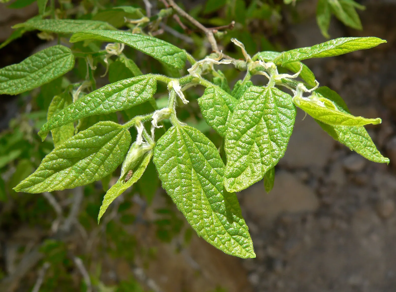 Sugar Hackberry (Celtis Laevigata) — typically reaching heights of 60 to 80 feet with a canopy spread of equally striking dimensions; botanical Name: Celtis