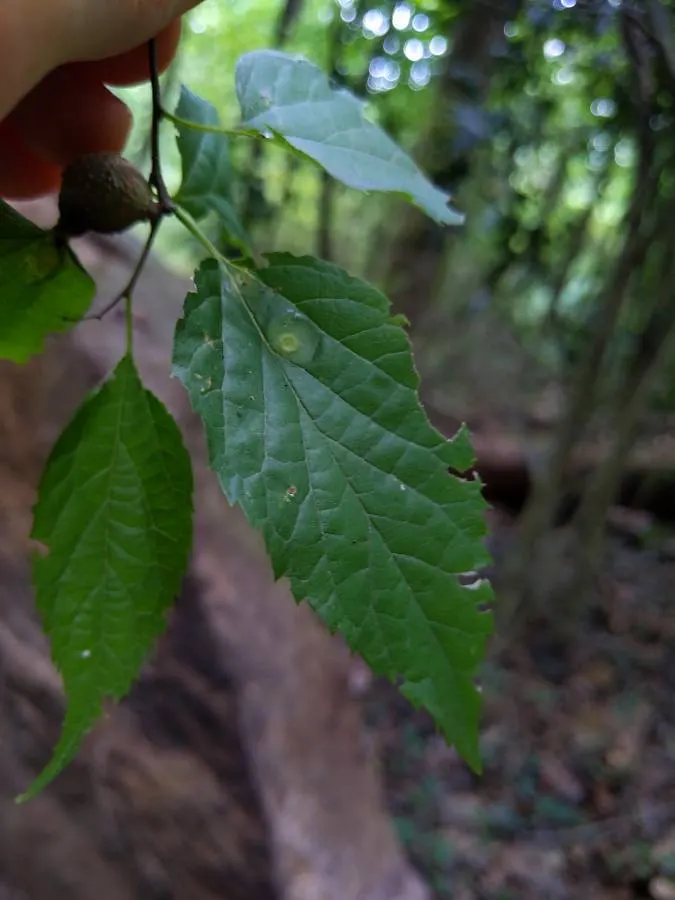 Sugar Hackberry (Celtis Laevigata) — The Sugar Hackberry boasts an elegant; adding a seasonal splash of color to the landscape, image 69