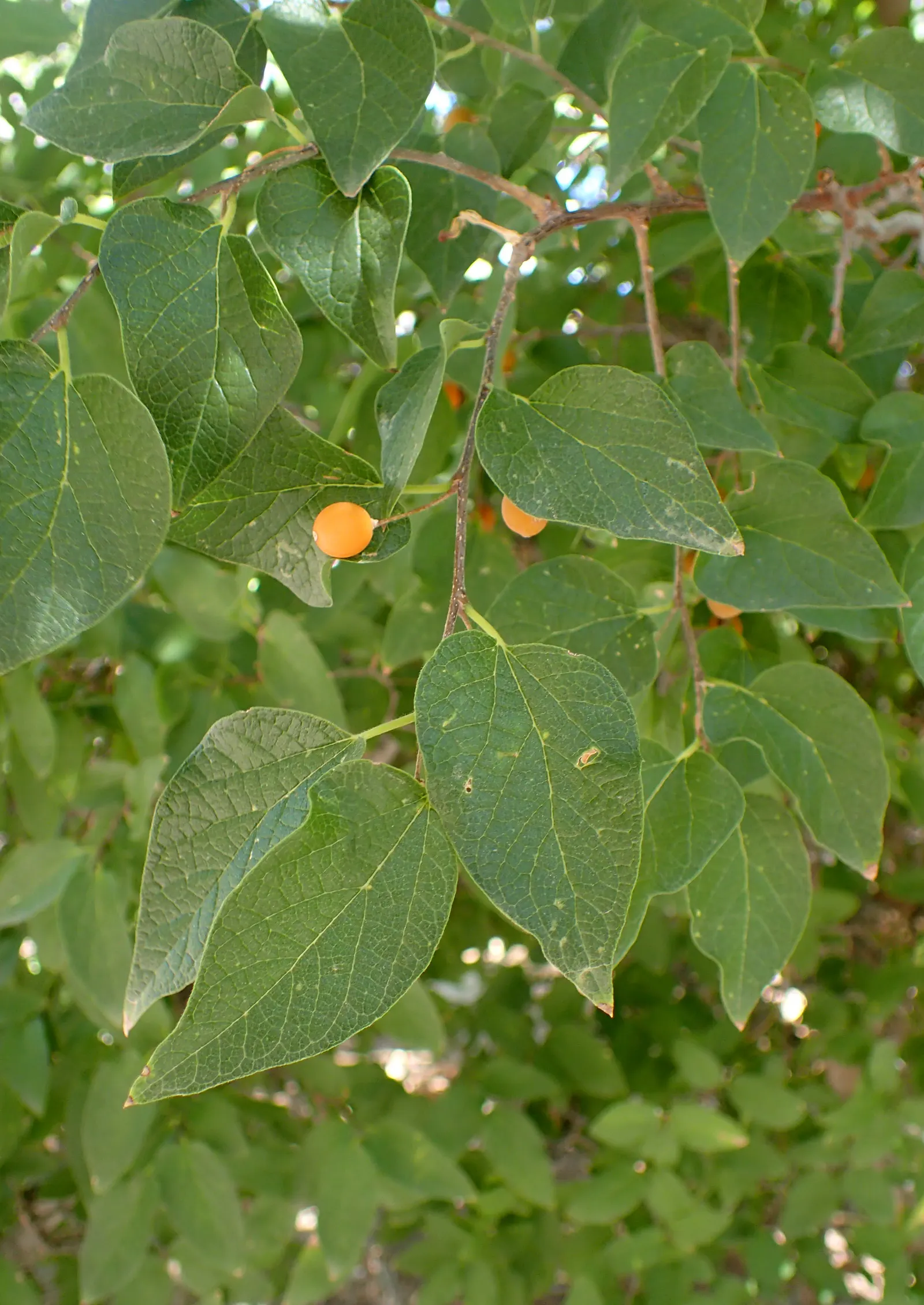 Sugar Hackberry (Celtis Laevigata) — is a deciduous tree native to North America; it's an excellent shade tree for large spaces in USDA zones 5‚Äì9, image 63