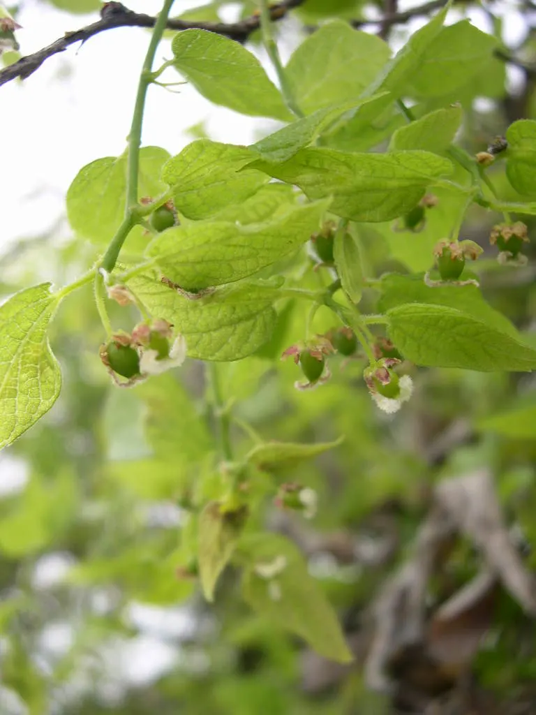 Sugar Hackberry (Celtis Laevigata) — Small, sweet berries attract wildlife, image 59