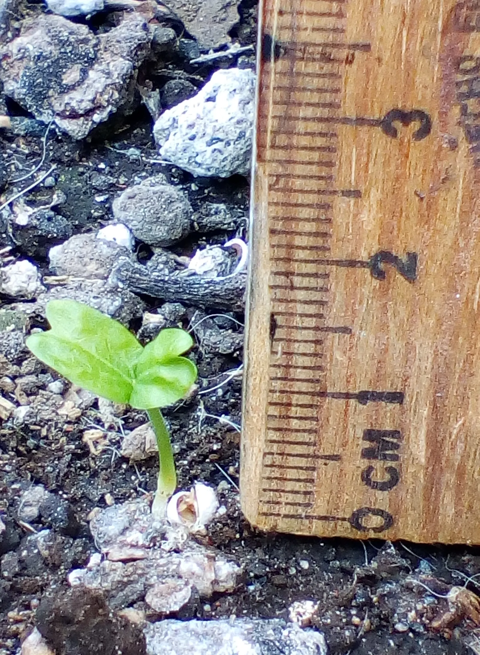 Sugar Hackberry (Celtis Laevigata) — It's an excellent shade tree for large spaces in USDA zones 5‚Äì9