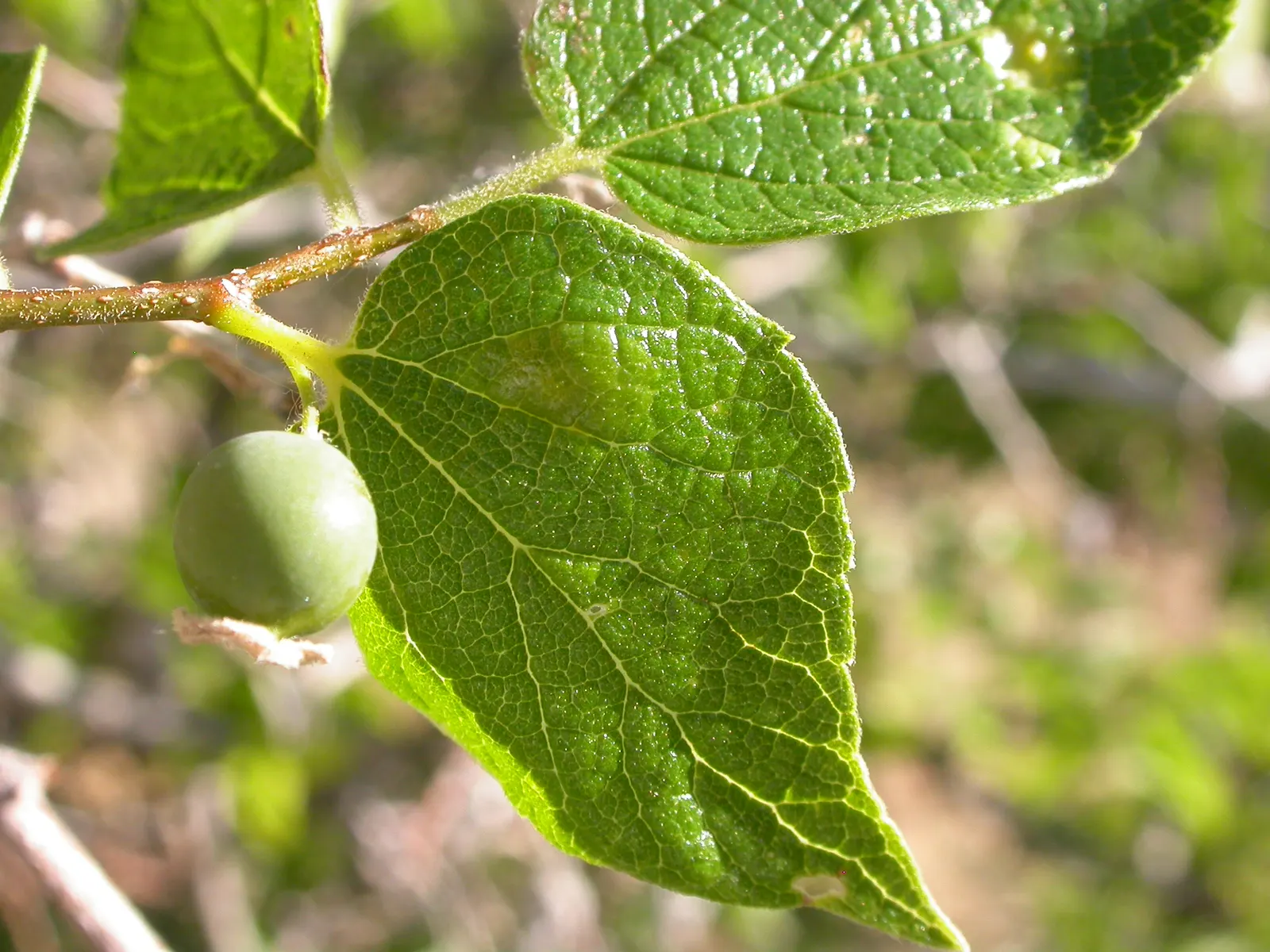 Sugar Hackberry (Celtis Laevigata) — It has a rounded canopy of ovate, glossy green leaves and a grey, warty bark; which provide ample shade in, image 57