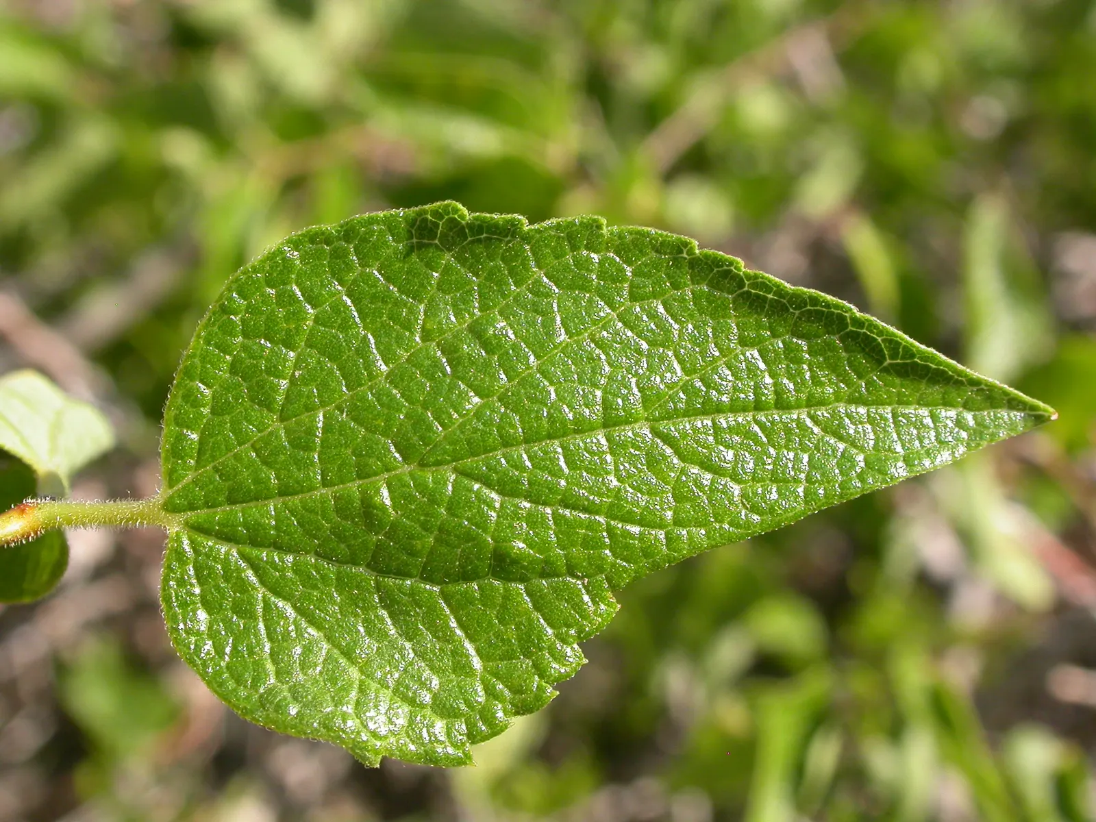 Sugar Hackberry (Celtis Laevigata) — with leaves reaching lengths of 2 to 4 inches; springtime blooms are inconspicuous