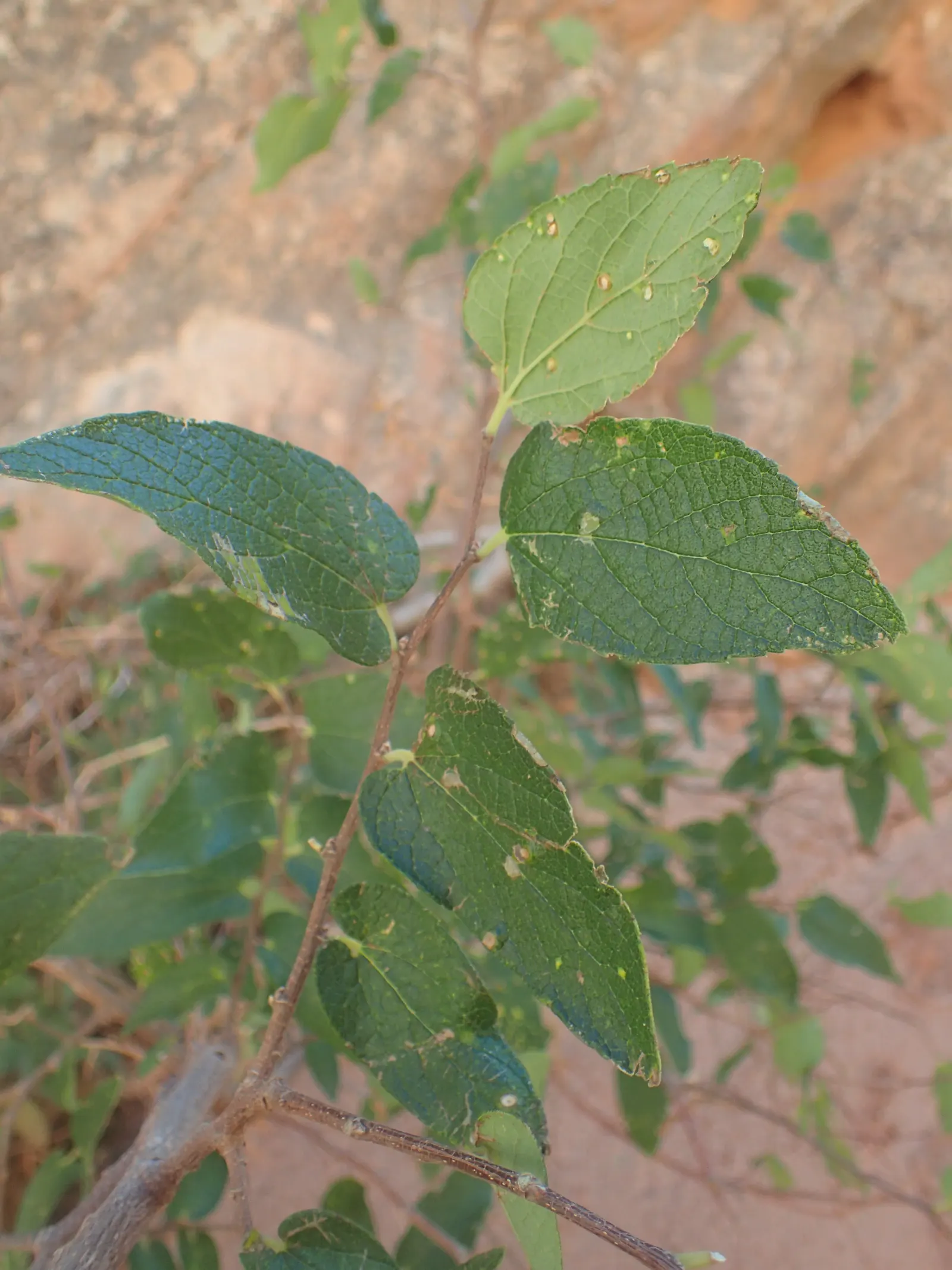 Sugar Hackberry (Celtis Laevigata) — It has a rounded canopy of ovate, glossy green leaves and a grey, warty bark