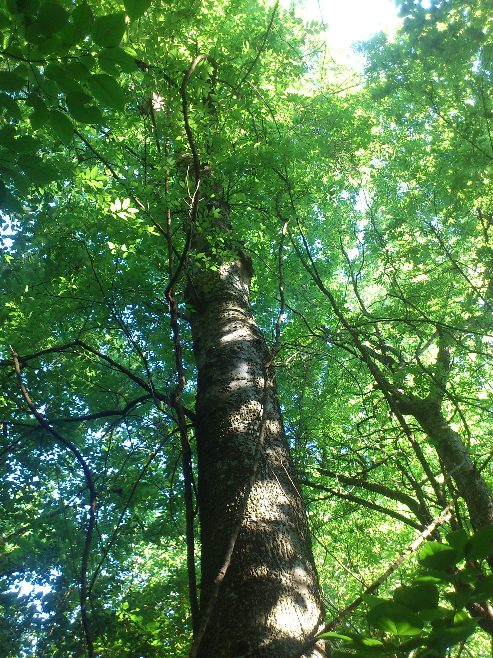 Sugar Hackberry (Celtis Laevigata) — reaching heights of 60-80 feet with a spread of 40-60 feet